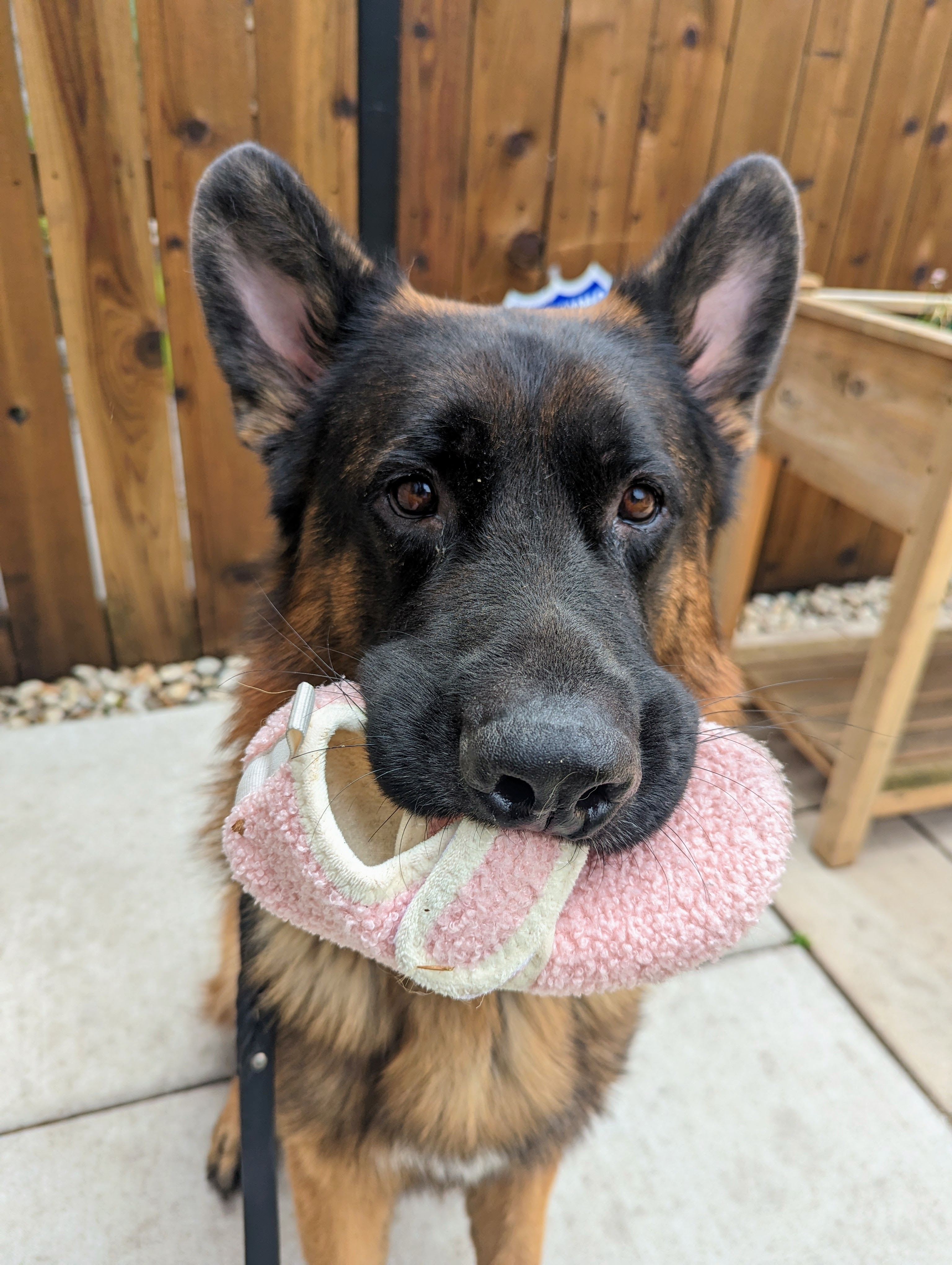 Meet our friend Cyrus. 