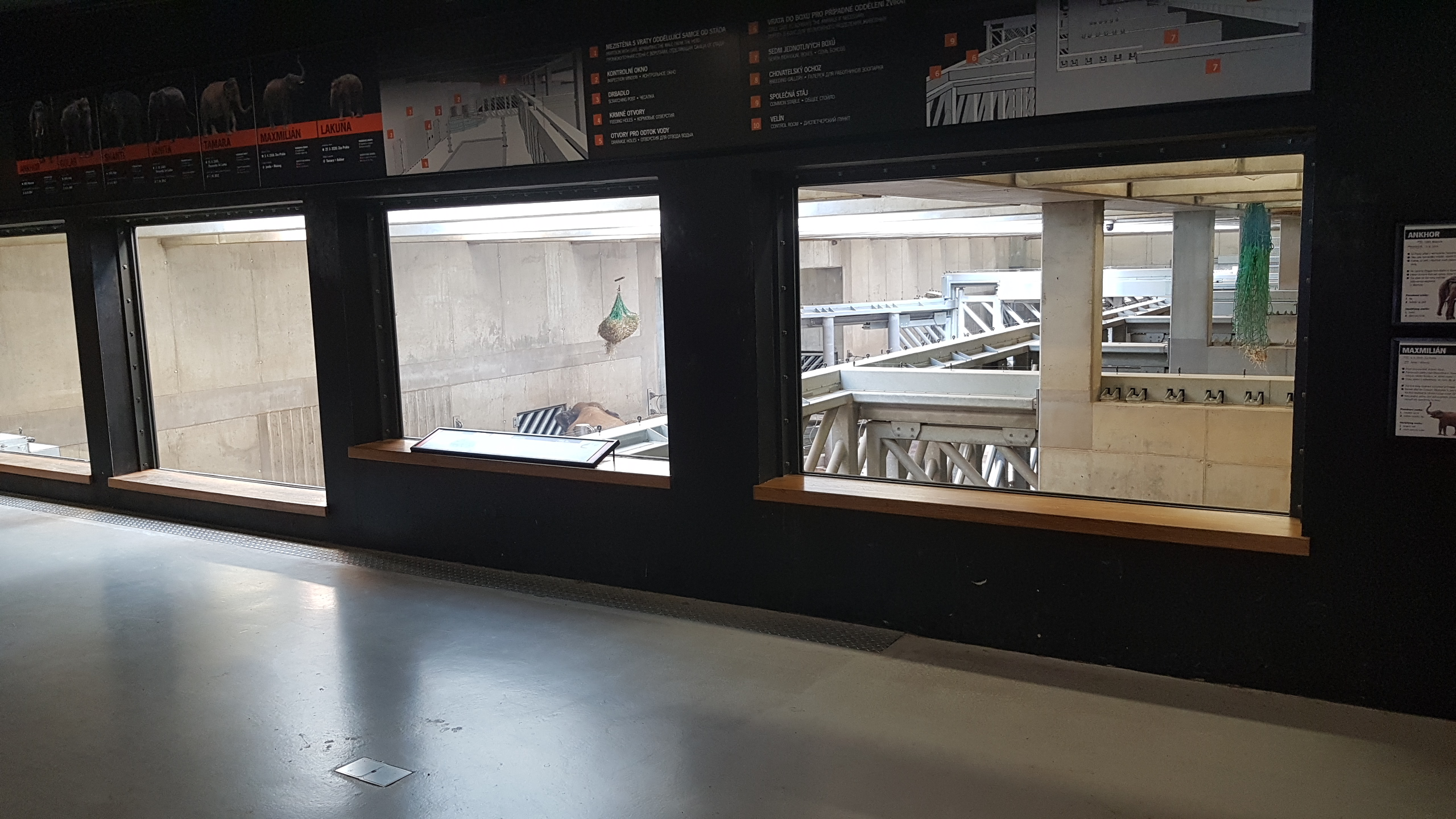 Animals in the ZOO, Elephants I