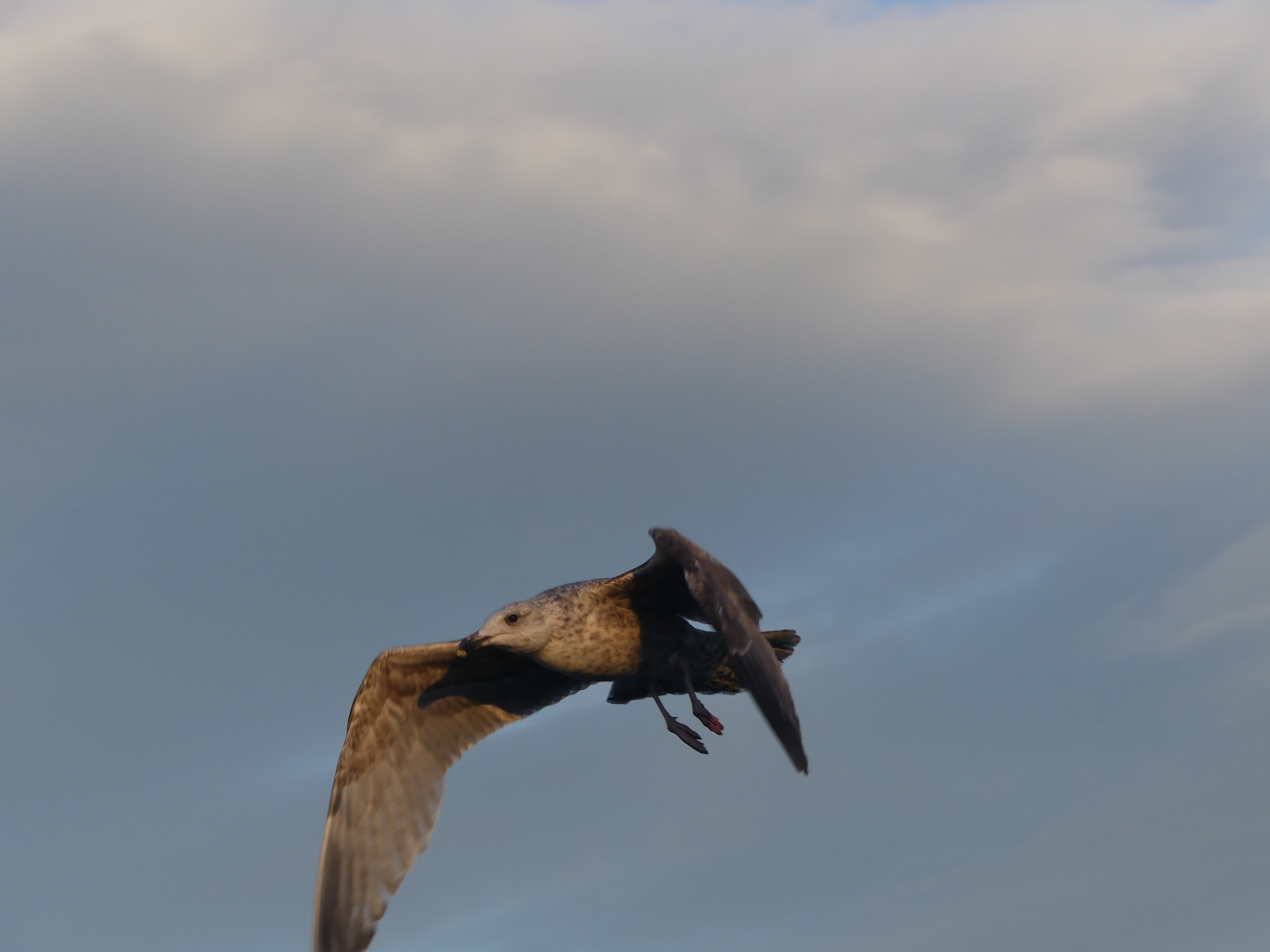 entry smap 260: immature herring gulls