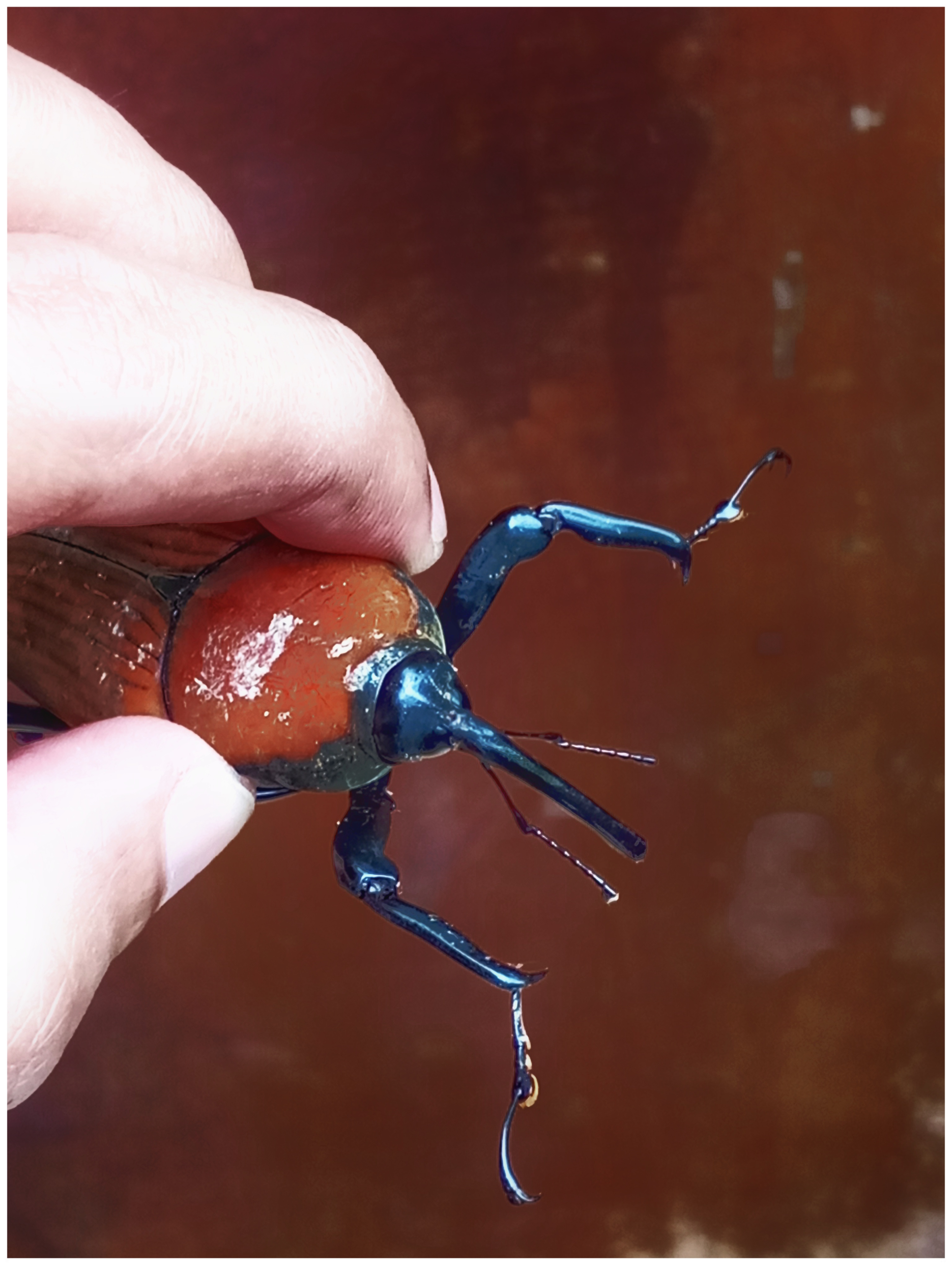 Types of Snout Weevils