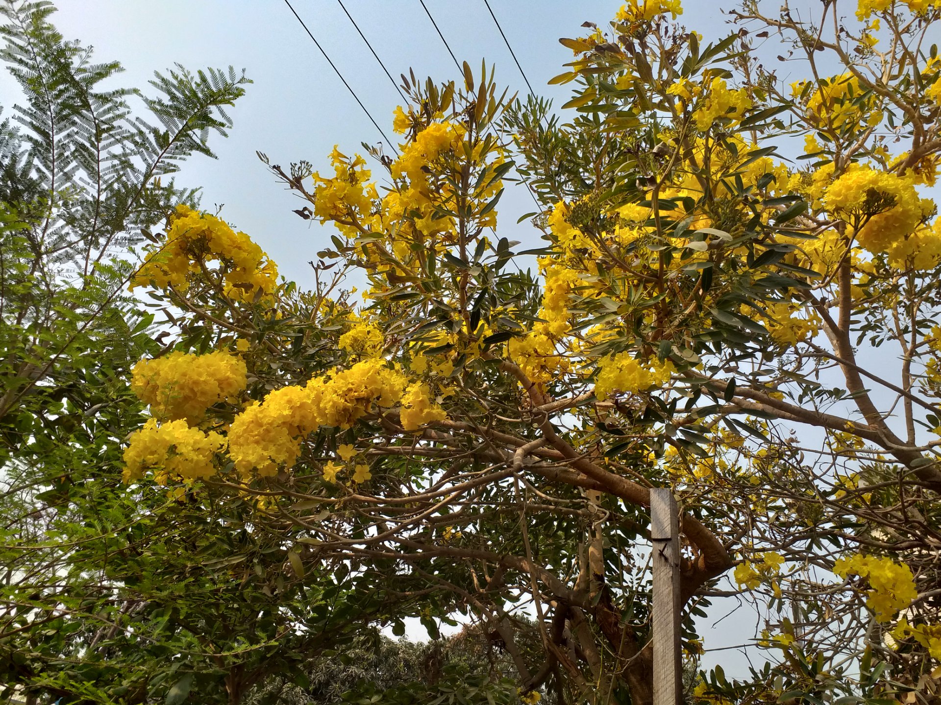 ဝါသောနွေ၏ သရက်ကင်းလေးများ