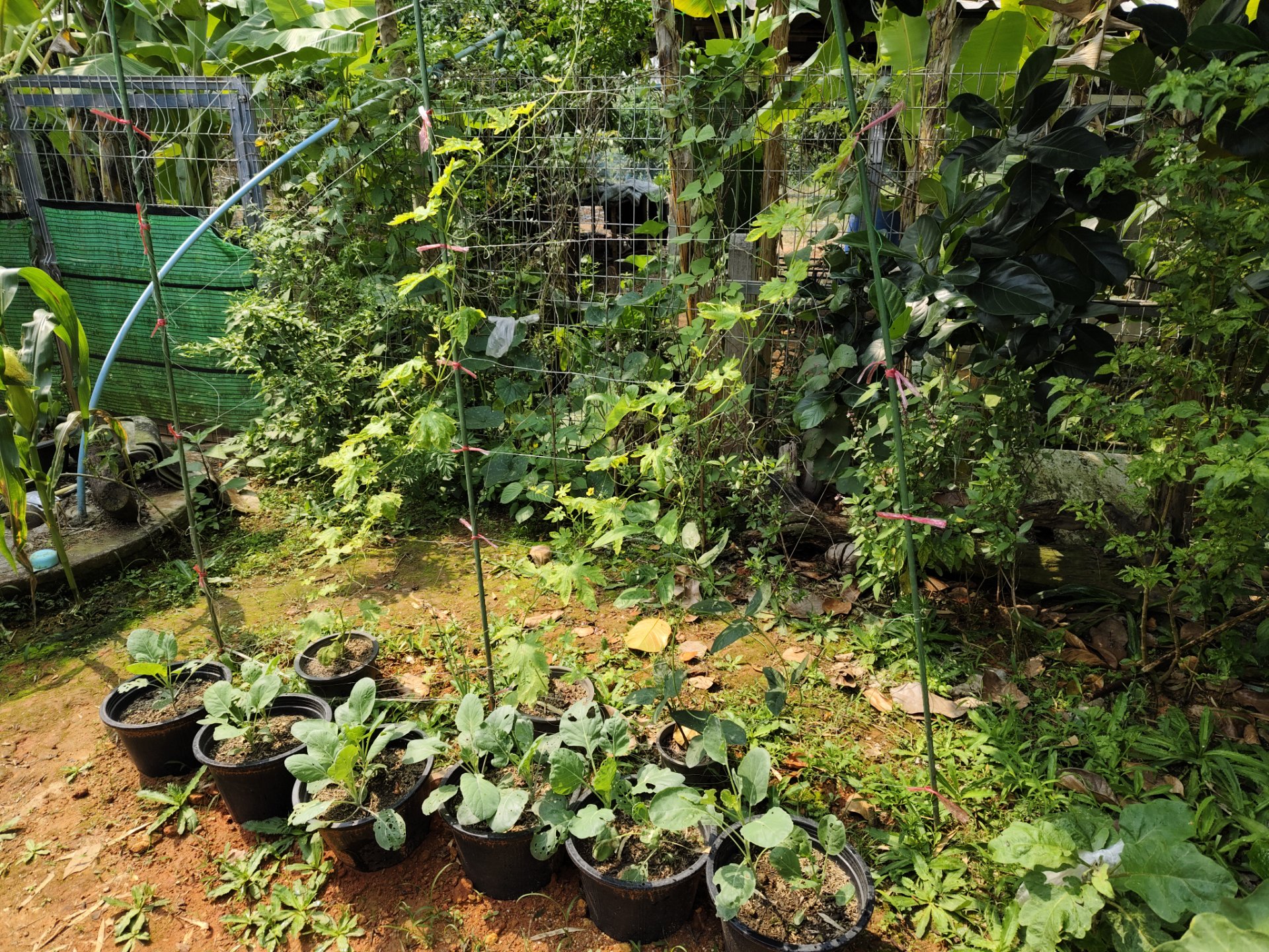 A simple lifestyle with simple food from vegetables in the home garden #13.