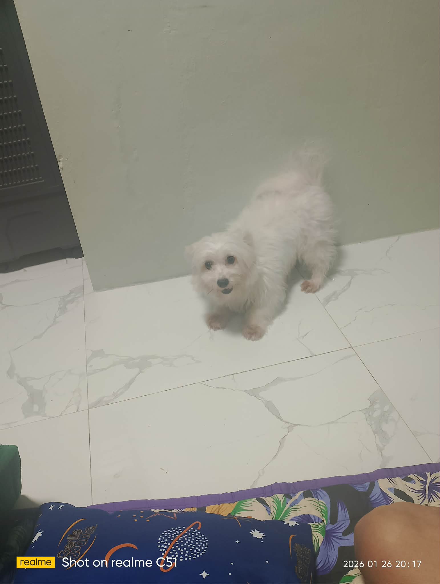 Yumi always loves to play along. Really a cutie dog. 

#dbuzz #bee #cent #meme ...