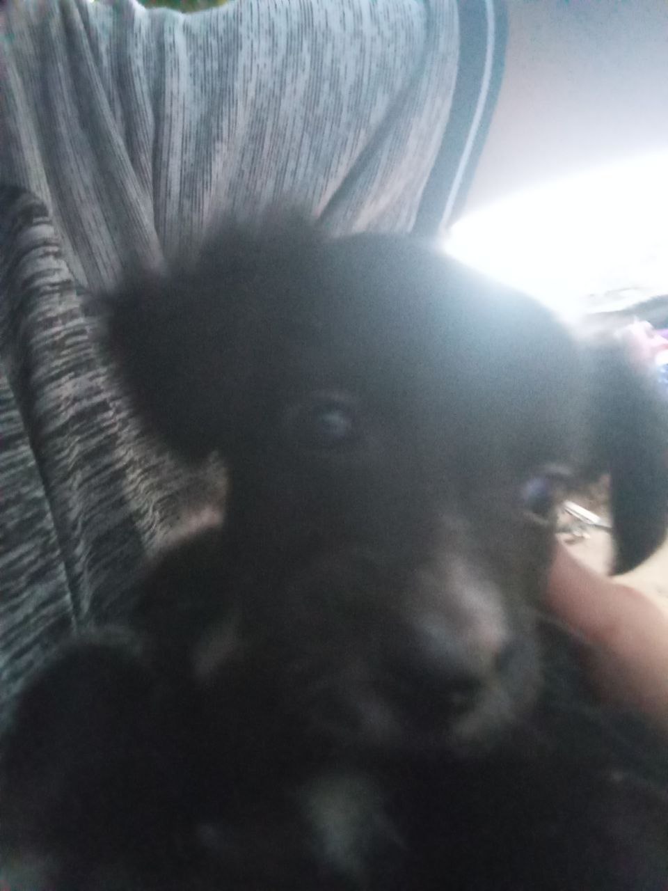 I present to you "Kira"!! (EN-ES)