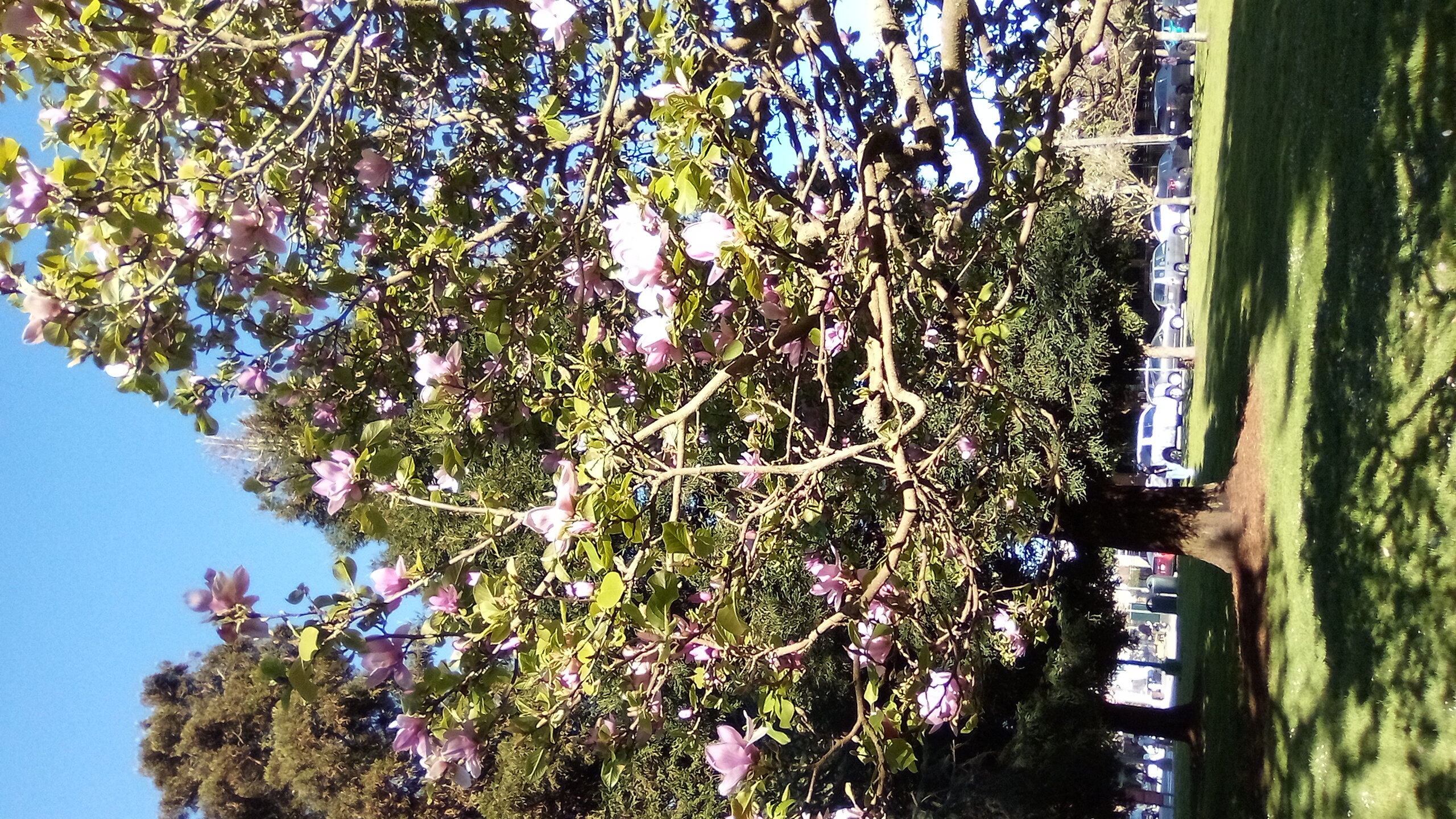 13 March 2026, Freewriters Community Daily Writing Prompt Day 3041: obligation to do nothing today