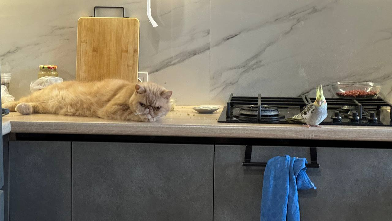 I'm getting on your nerves - how many balls do you have?