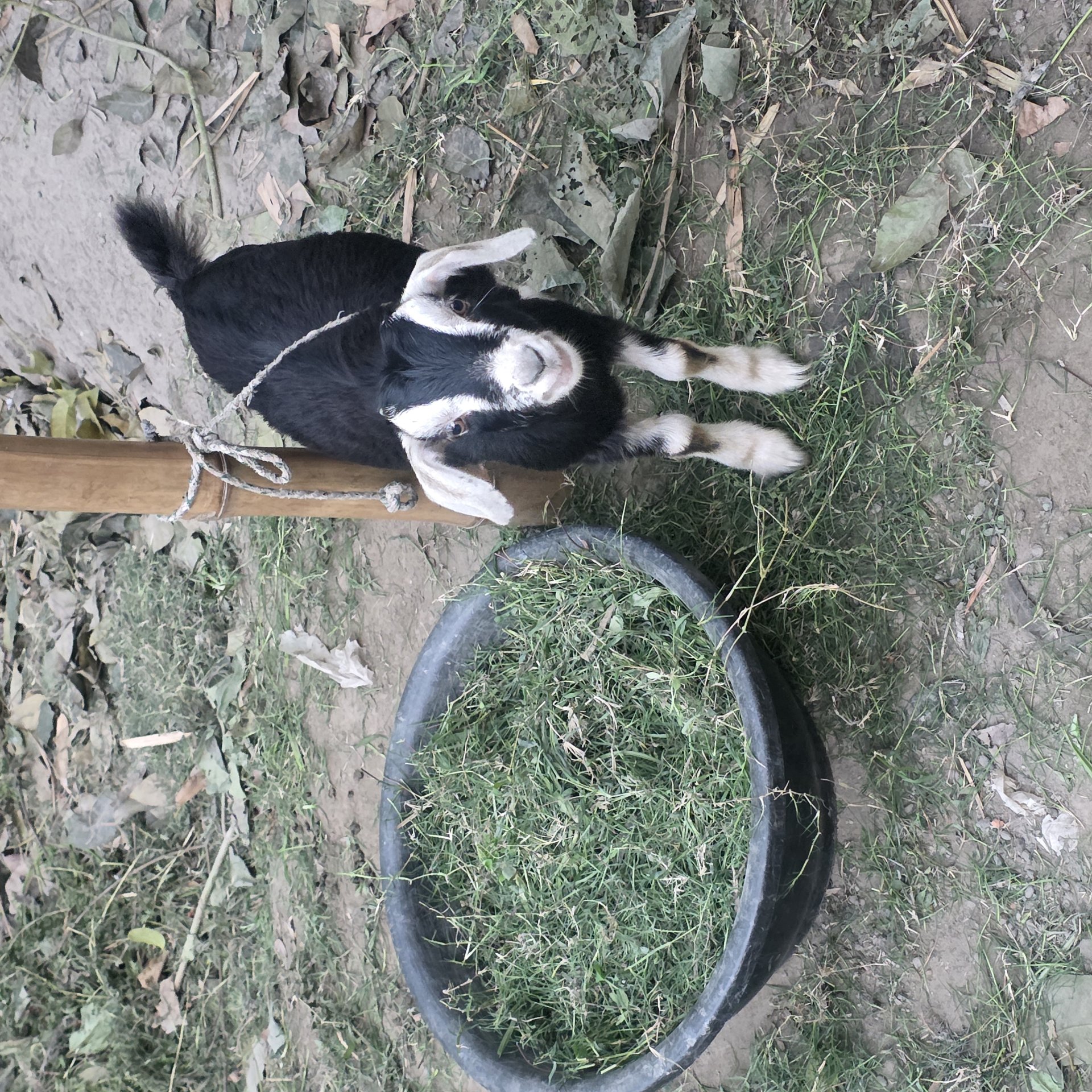 Coexistence of animals, the struggling life of ordinary people. Unique rural traditions.