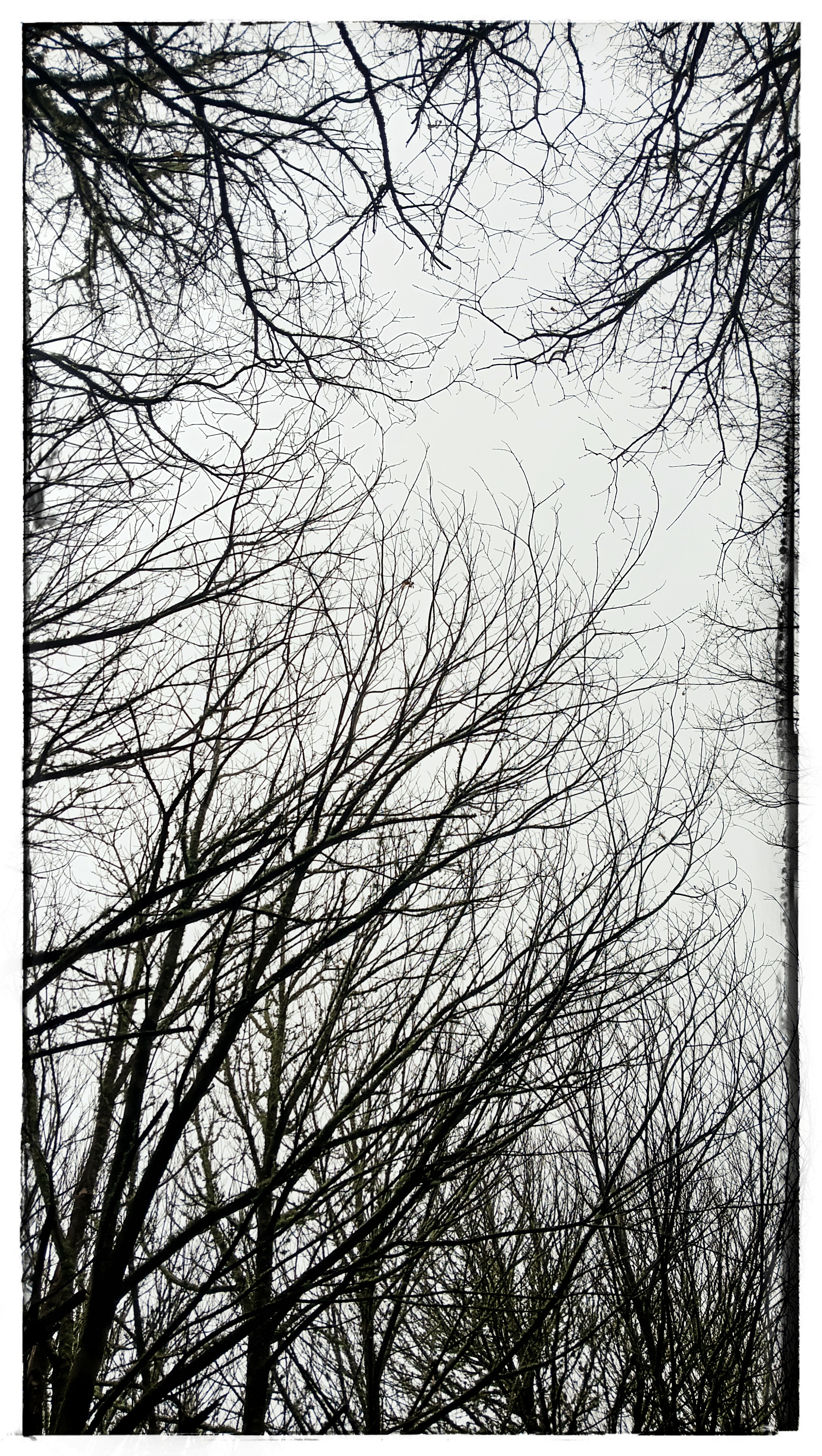 Trees over Gray 🩶 A Sunday morning retrospective 