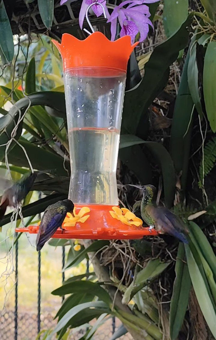 Feathered Friends - Show Me A Photo Contest Round -261 SMaP