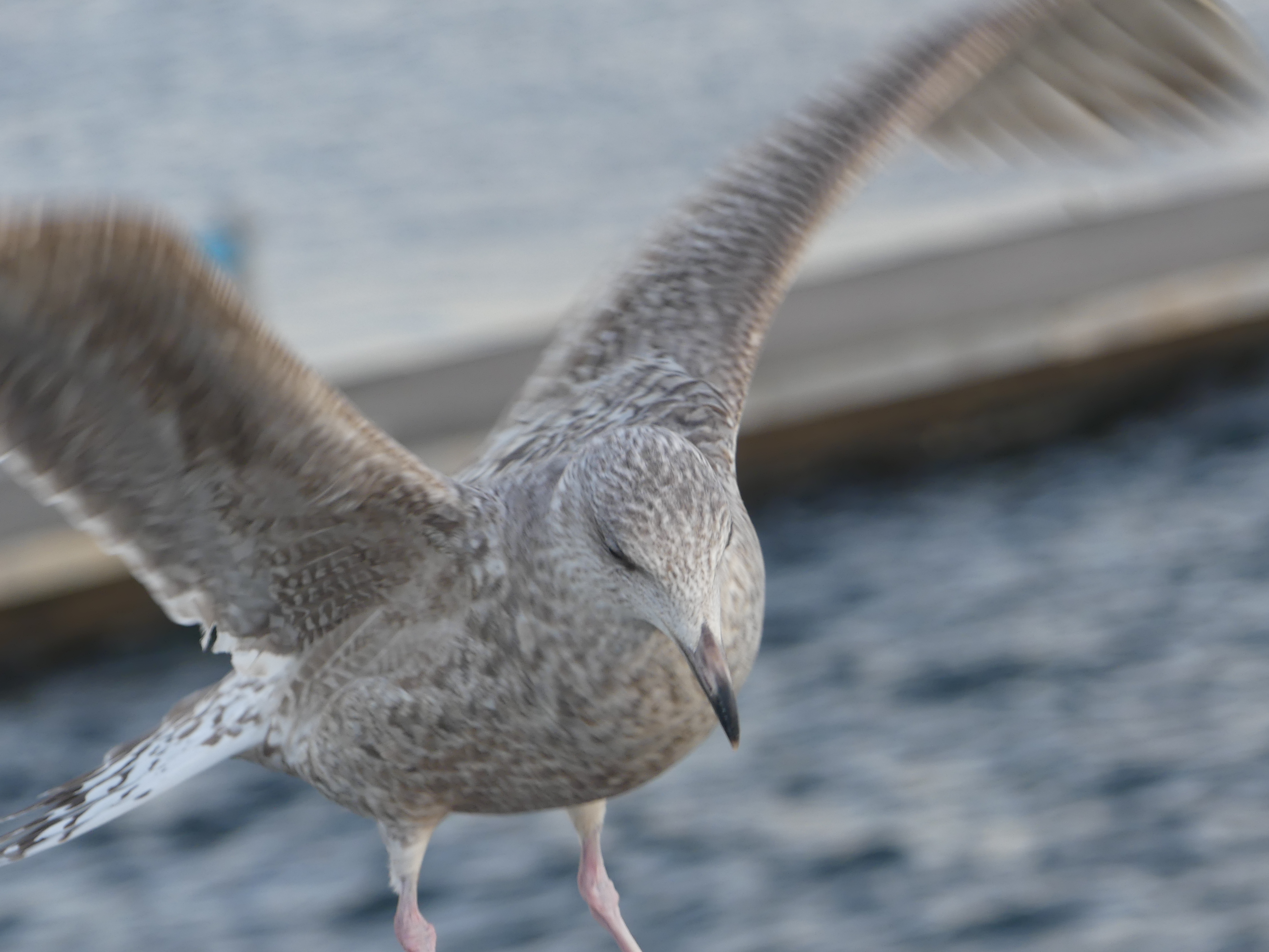 entry smap 260: immature herring gulls