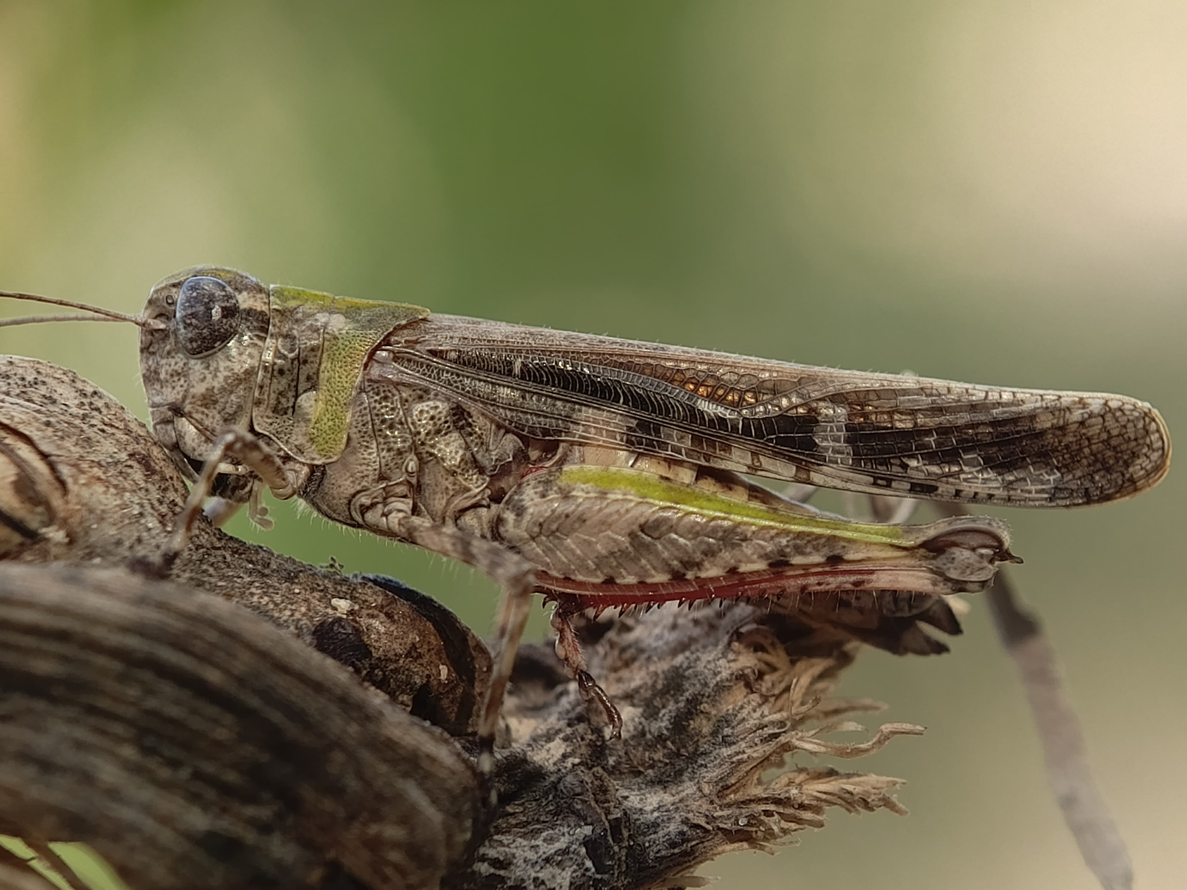 Subfamily Oedipodinae