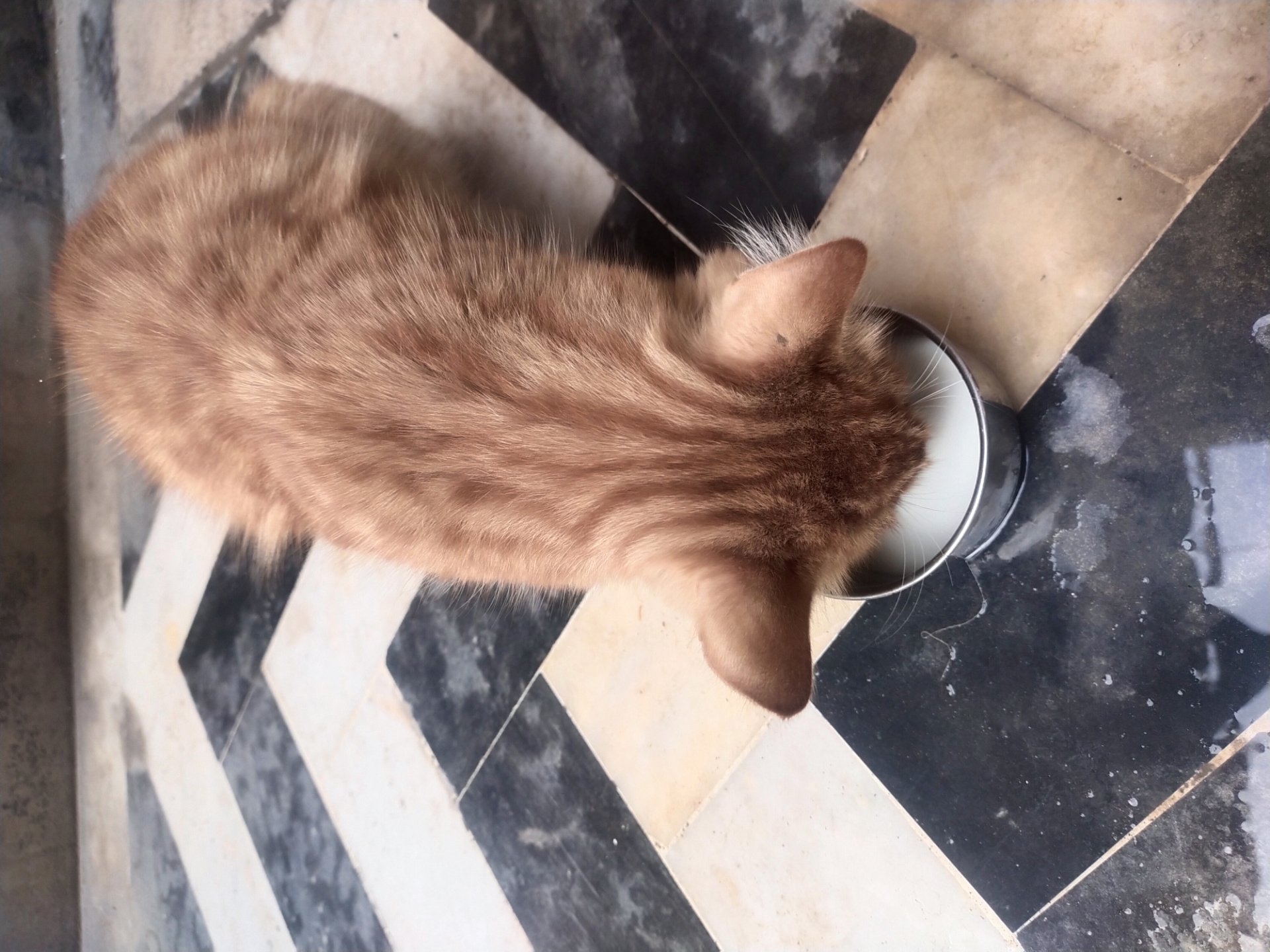 Phone photography contest round 102 [Feeding the sick stray cat] 