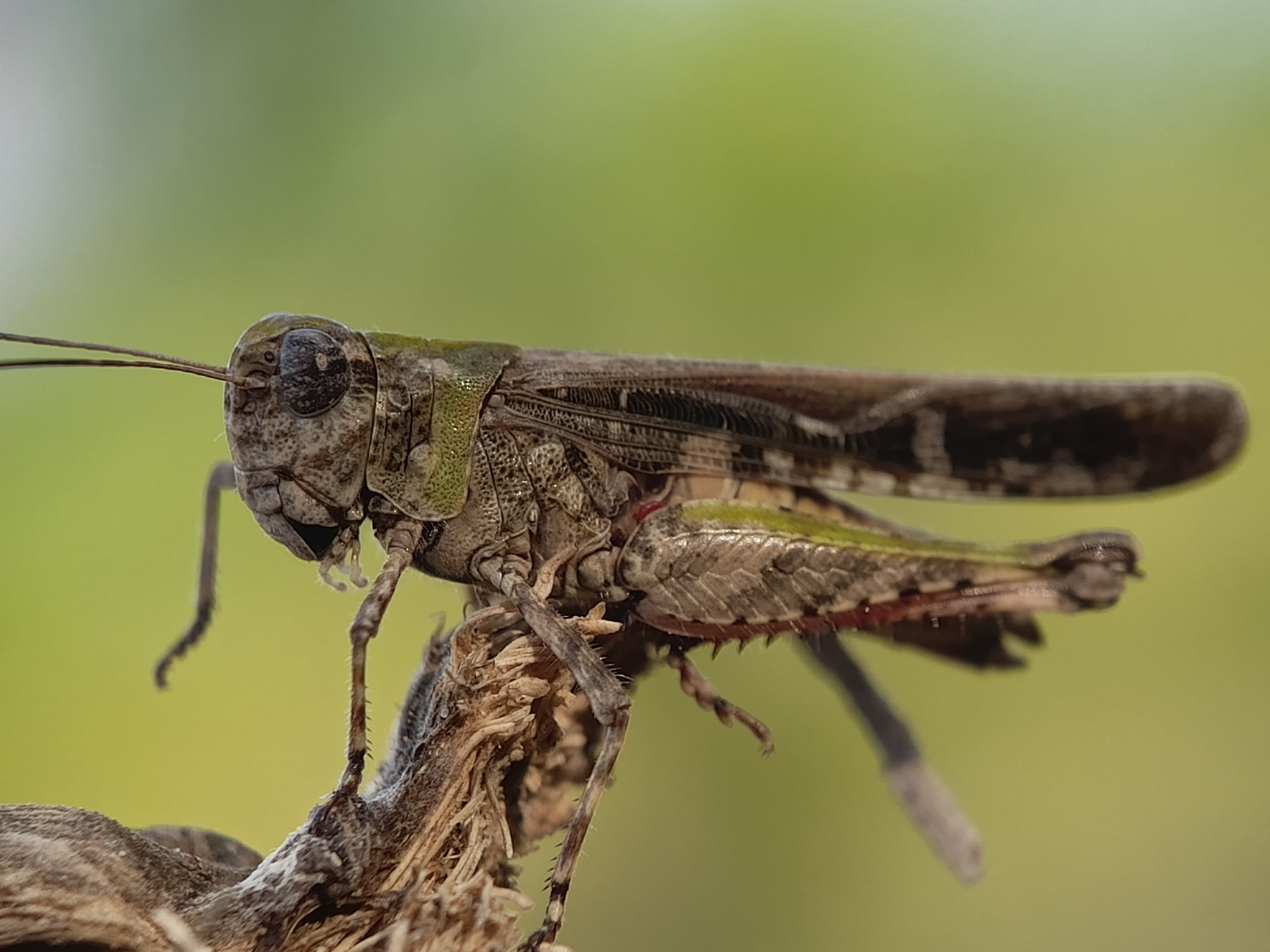 Subfamily Oedipodinae