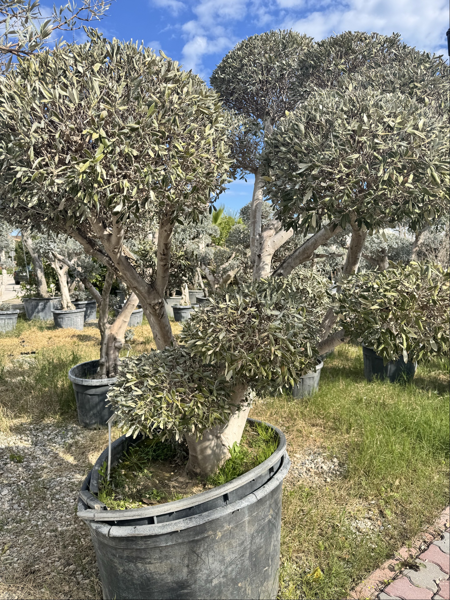 За тиждень Весна 