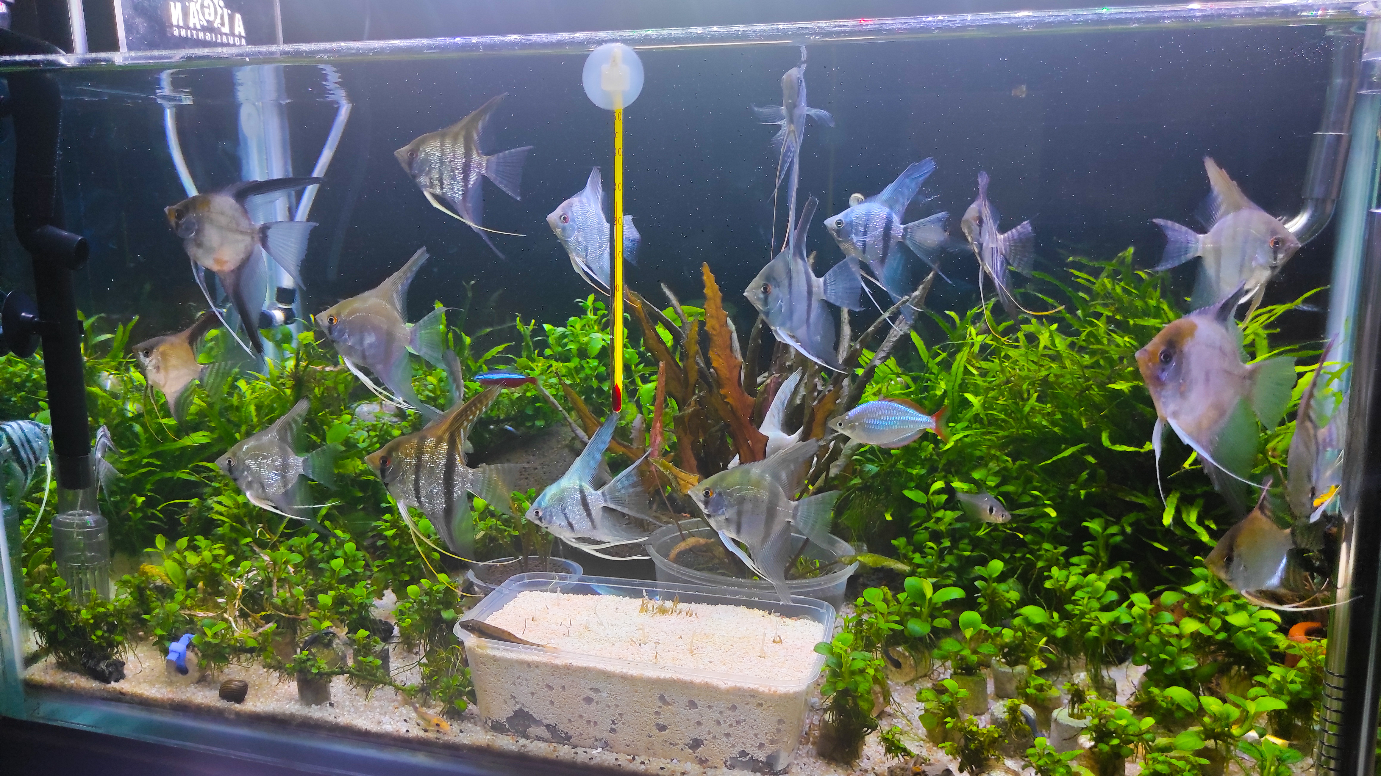 An aquascape review ( simple decoration at home that looks