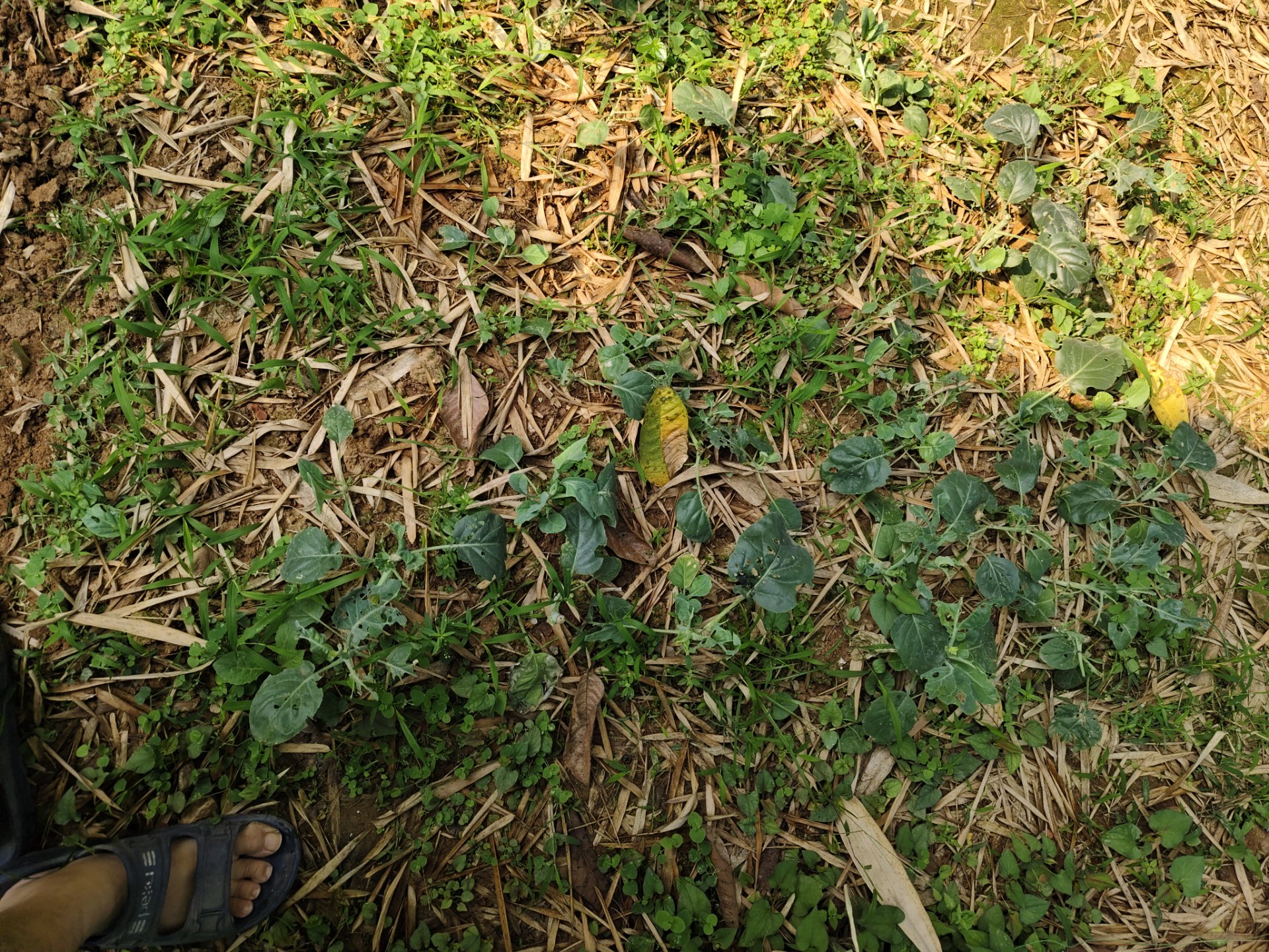 A simple lifestyle with simple food from vegetables in the home garden #13.