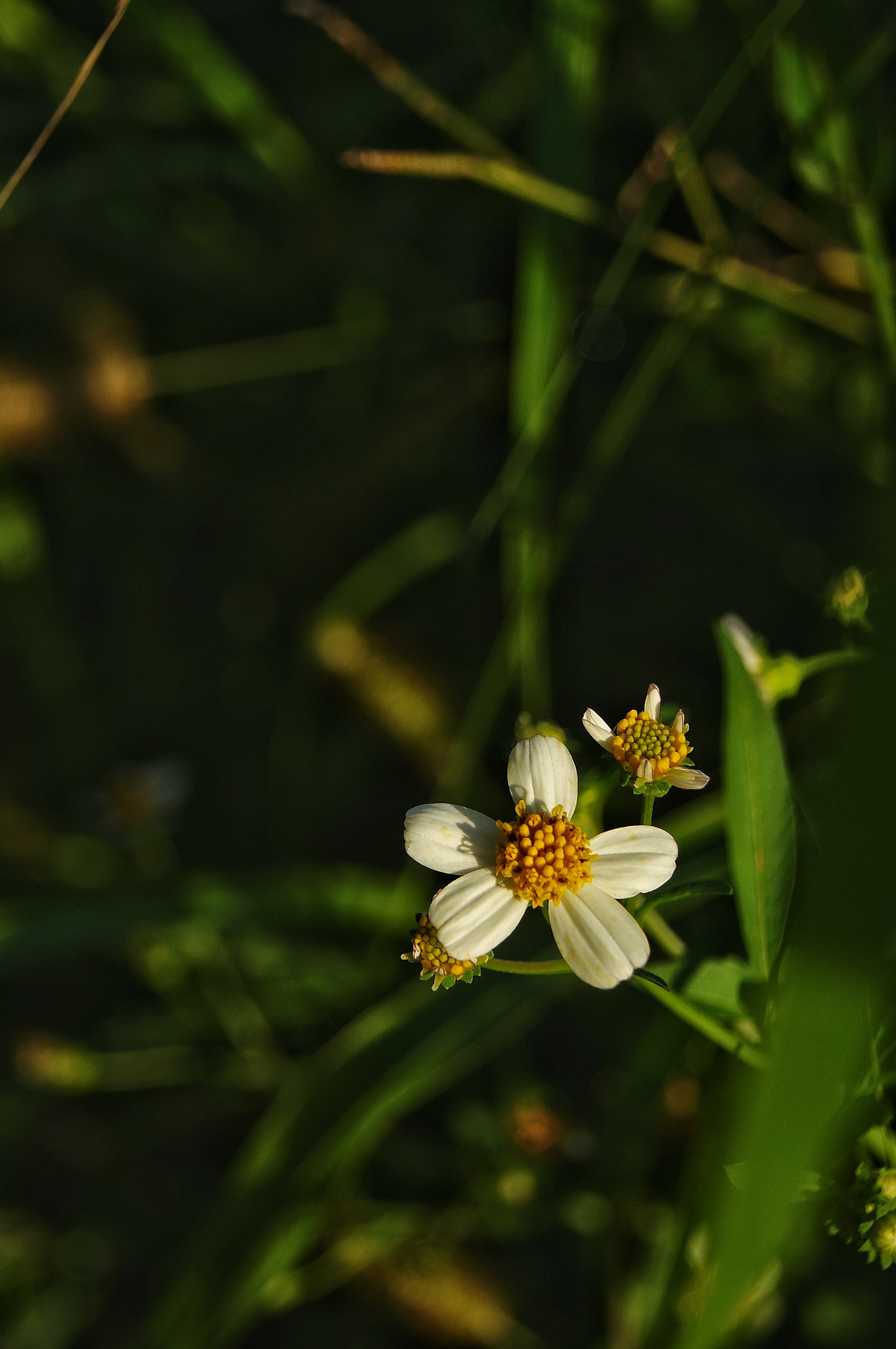 MONOMAD: Volviendo al Presente/ ‎MONOMAD: Returning to the Present