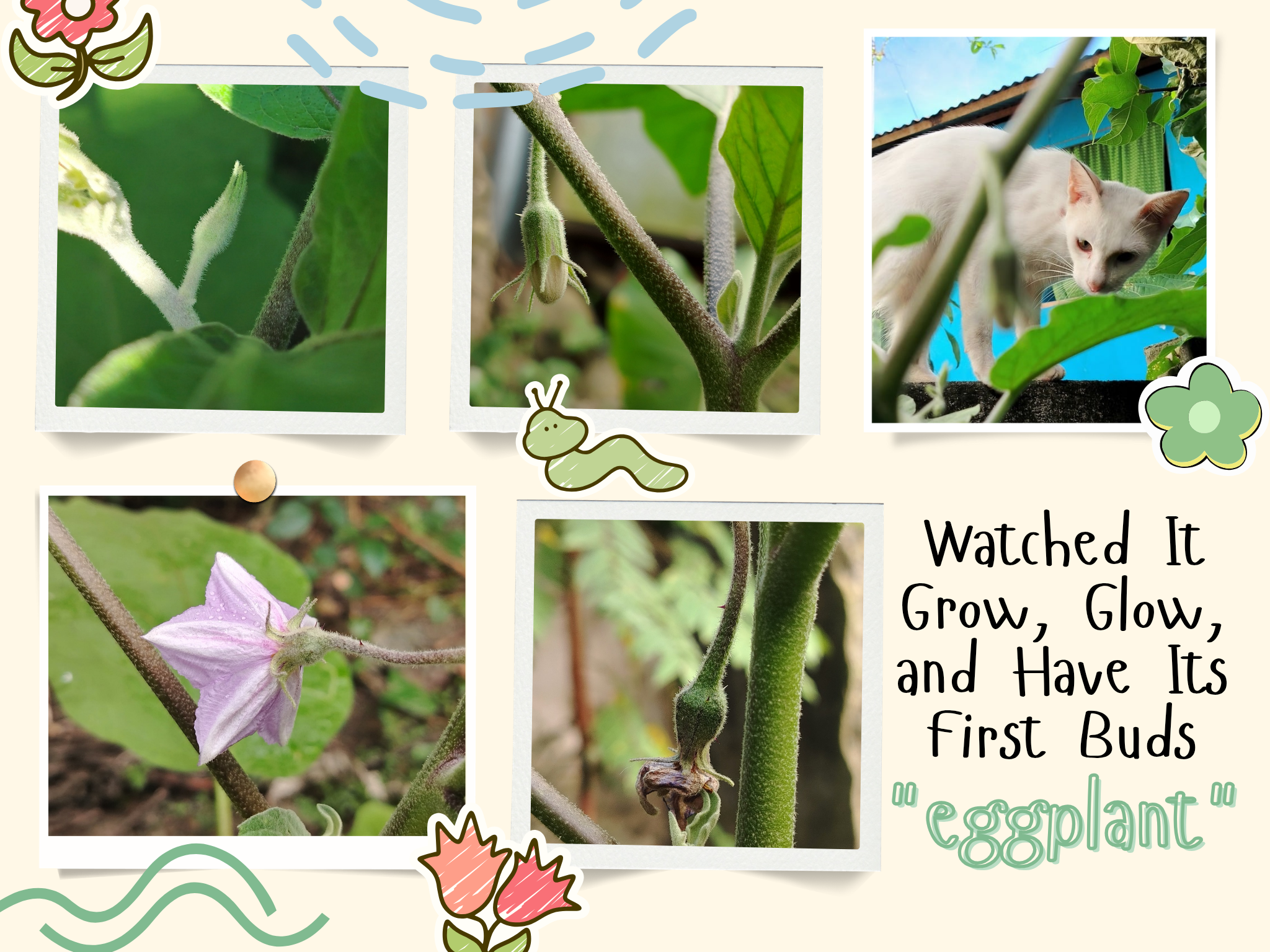 Watching Mama's Eggplant Glow After Having Its First Buds: Exciting Moments in Having a Garden at Home