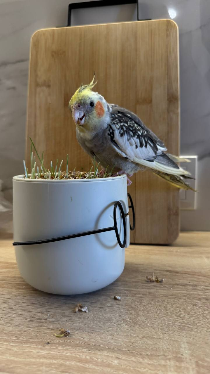 I'm getting on your nerves - how many balls do you have?