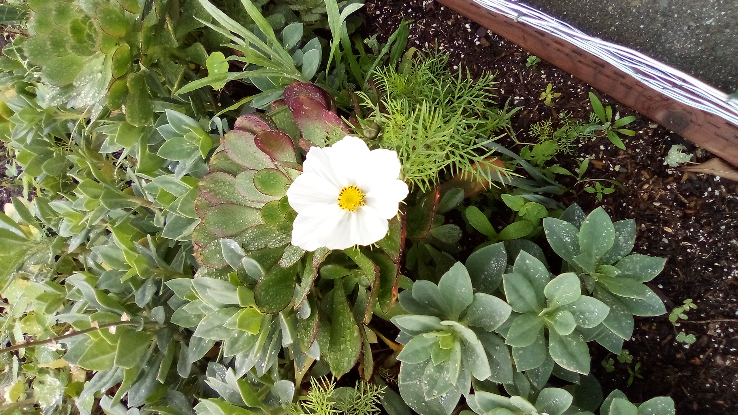 A Day of Teardrops and Gems (Bortkiewicz, Schumann, Bruckner, Schubert)