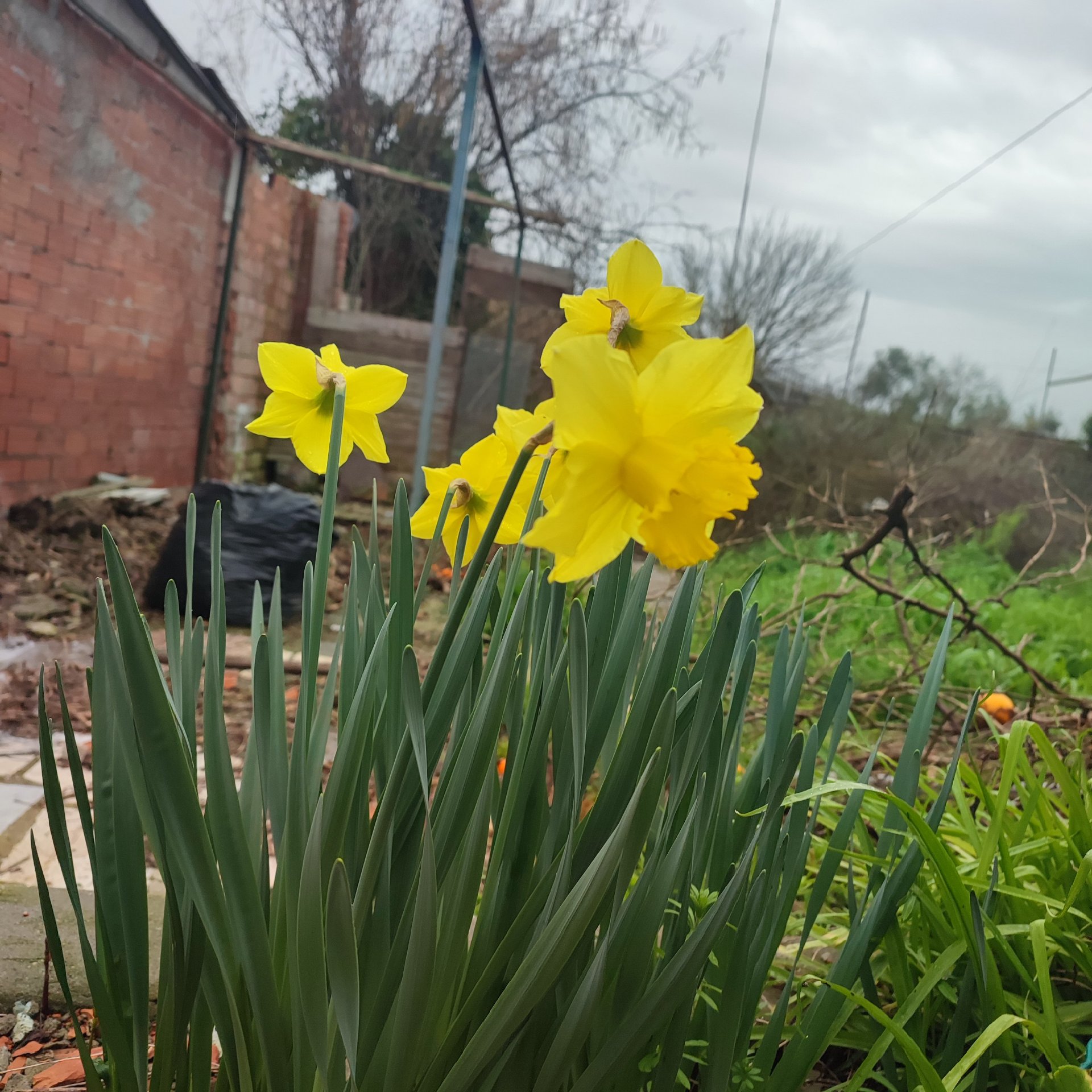 Daffodils blooming amidst the mess and a delicious meal cooked by my sweet stepdaughter ❤️.(ENG/ESP)