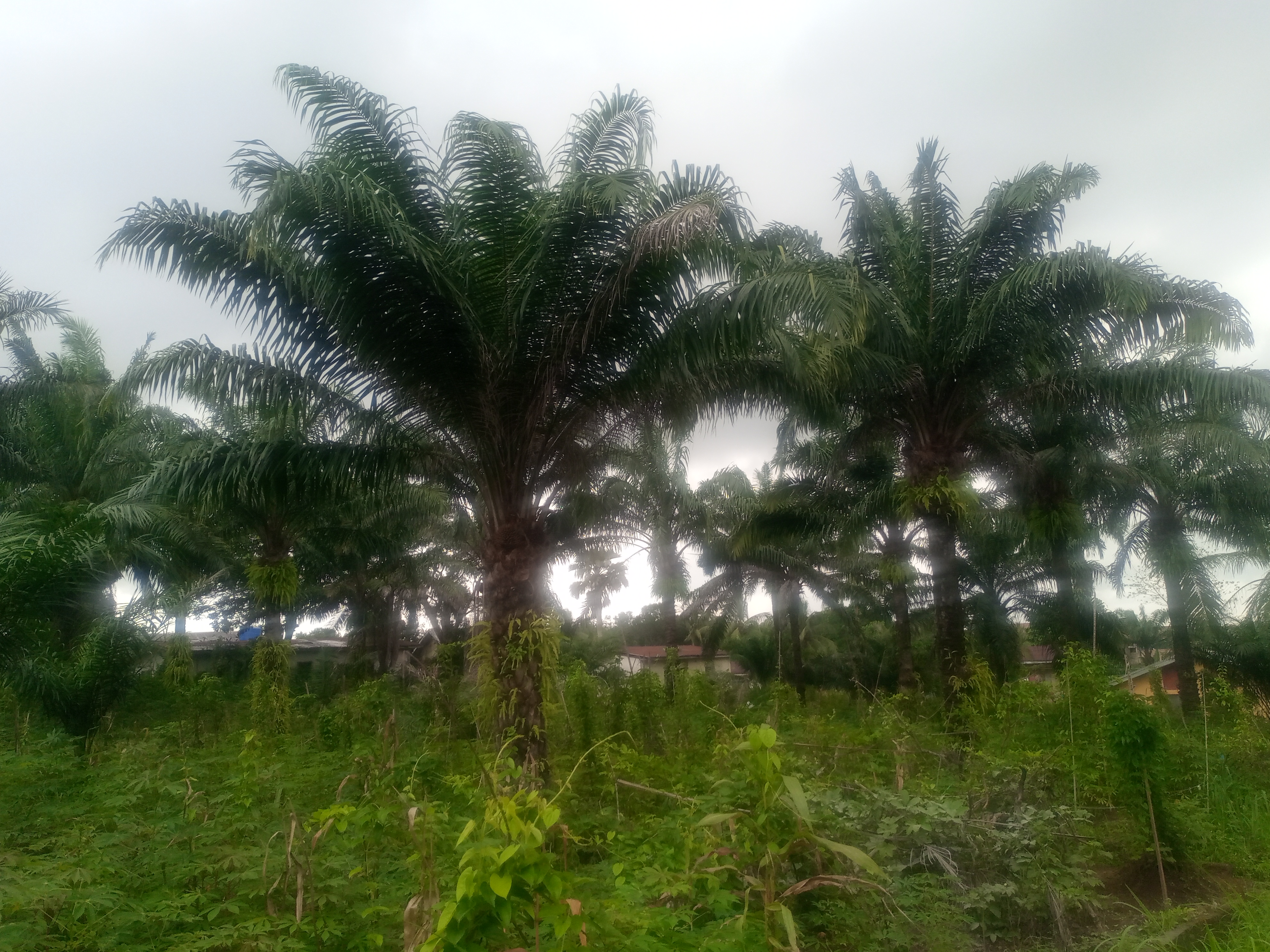 Palm Benefits, Planting, And Care (ENG-ESP) Beneficios, plantación y cuidados de las palmeras 