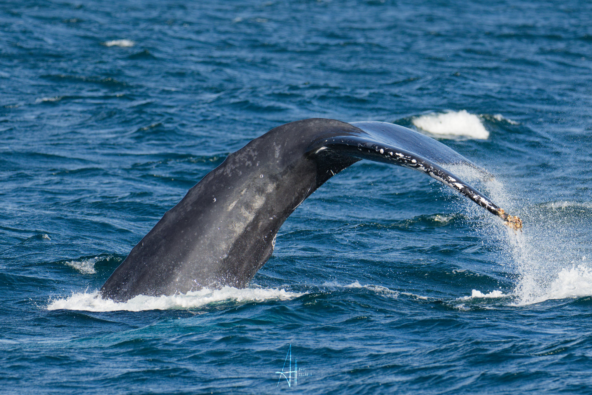 HUMPBACK WHALES : DID YOU KNOW...?