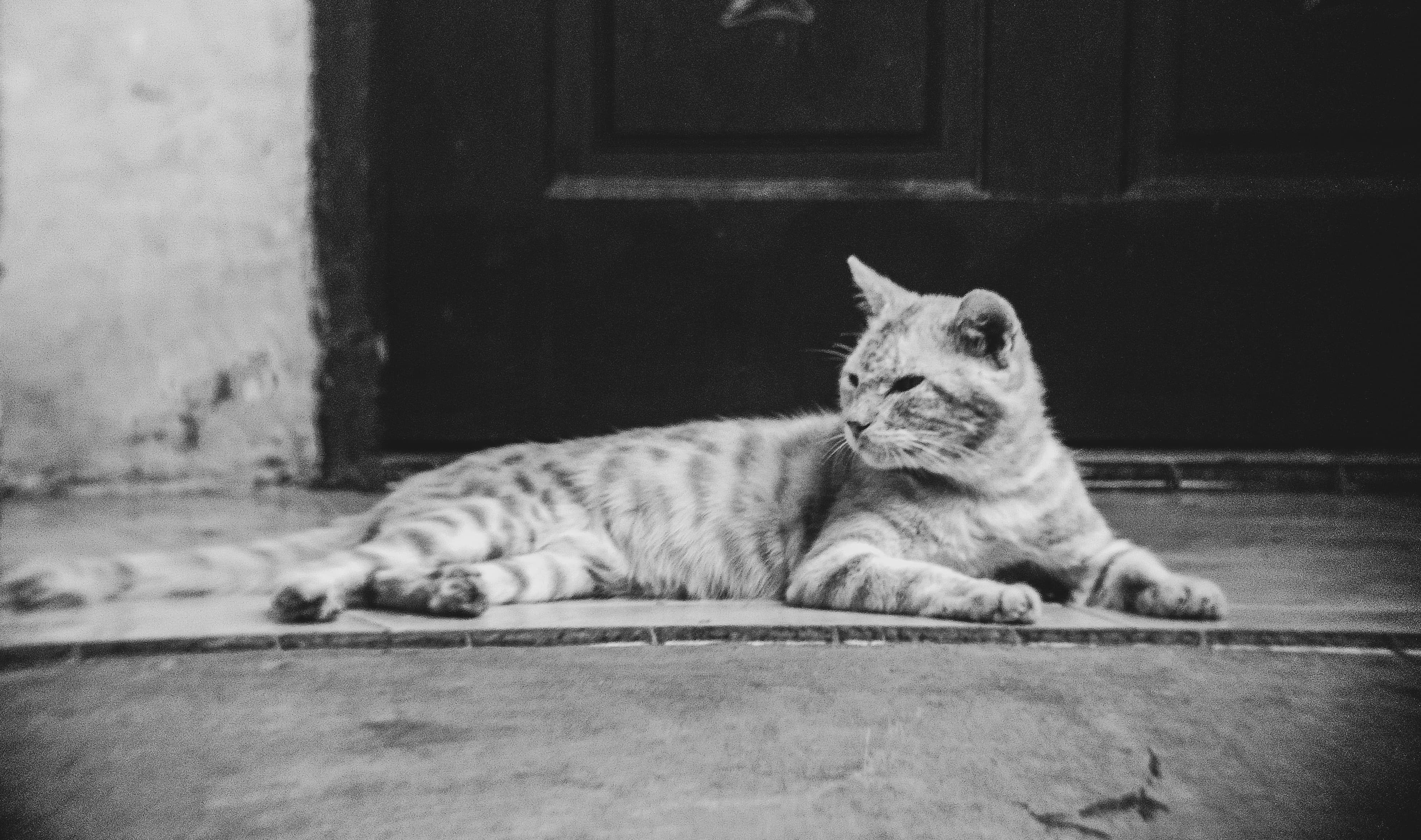 📸 PhotoFeed Contest - Black & White Photography Round 136