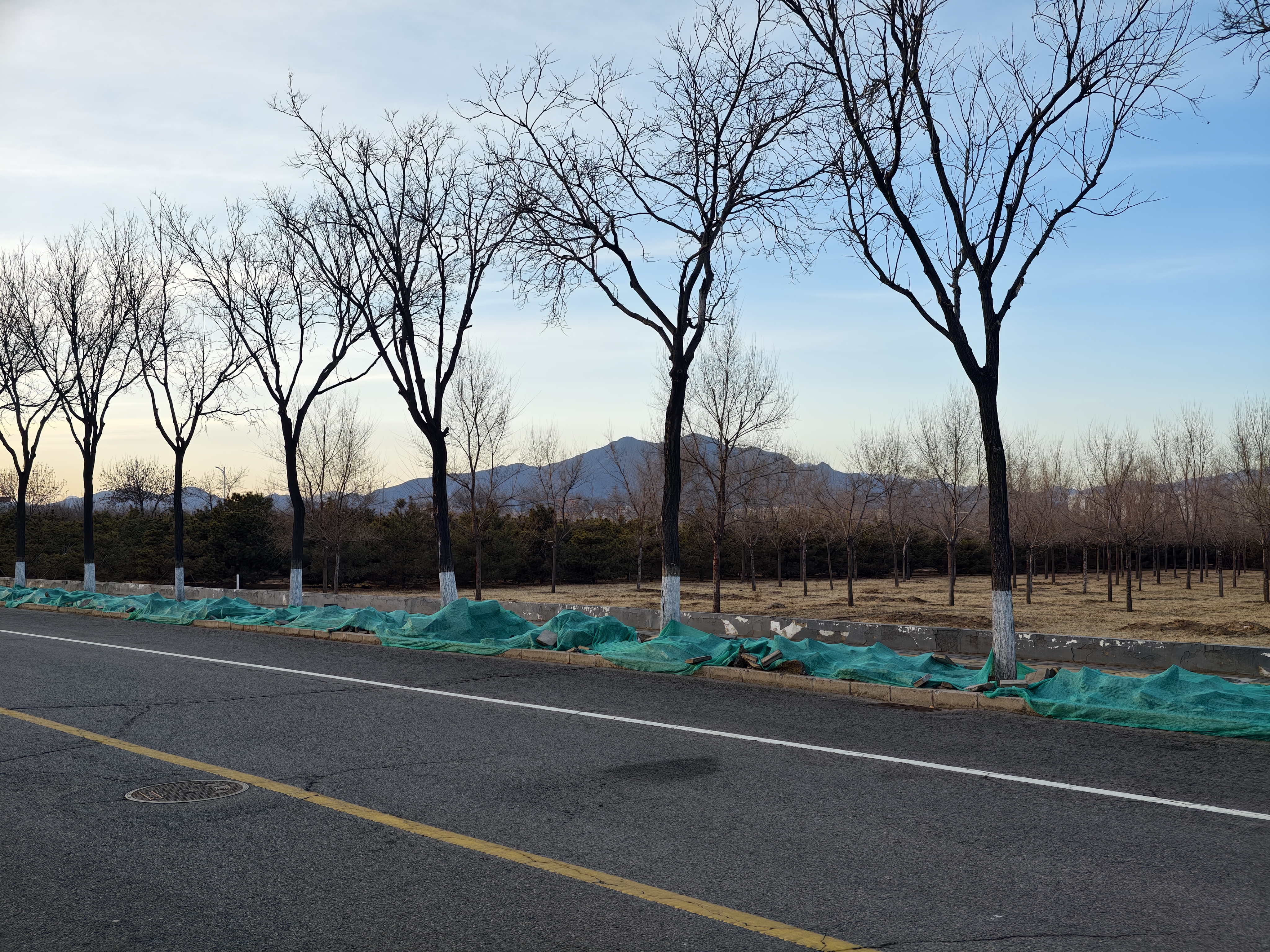 Sketching Branches Of Winter Trees