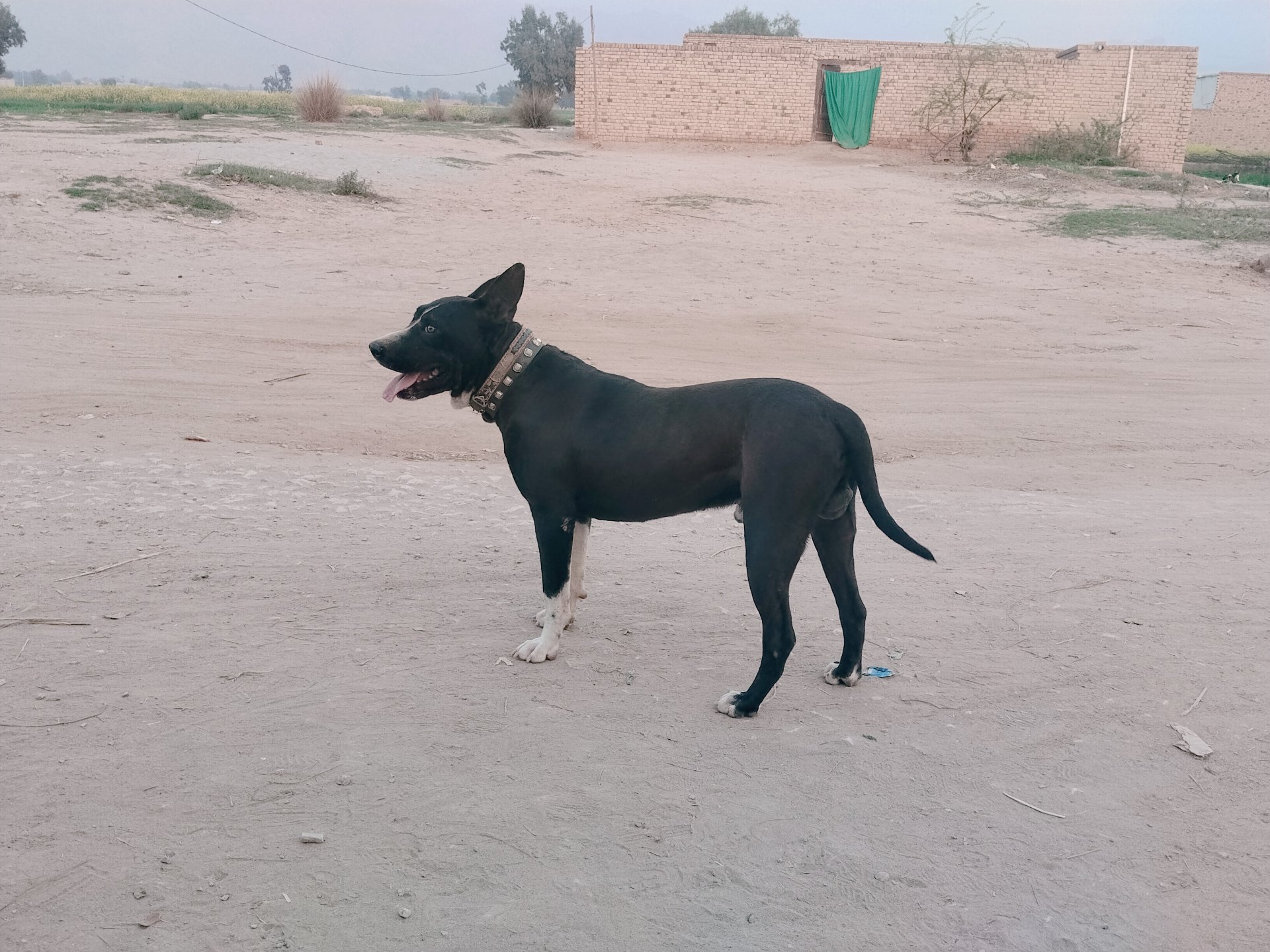 When Dogs Teach Us the True Meaning of Faithfulness