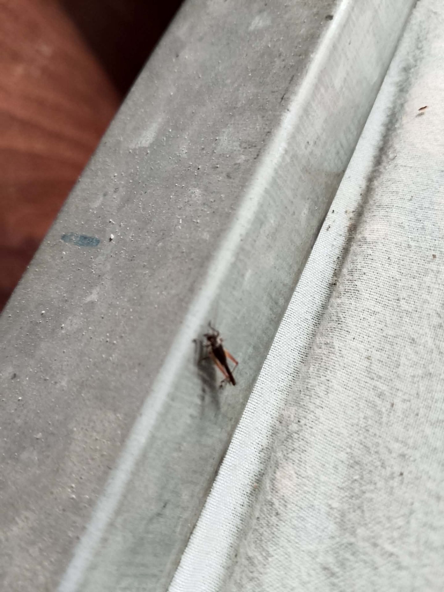 Entry For Shadow Hunters SMASh Contest 