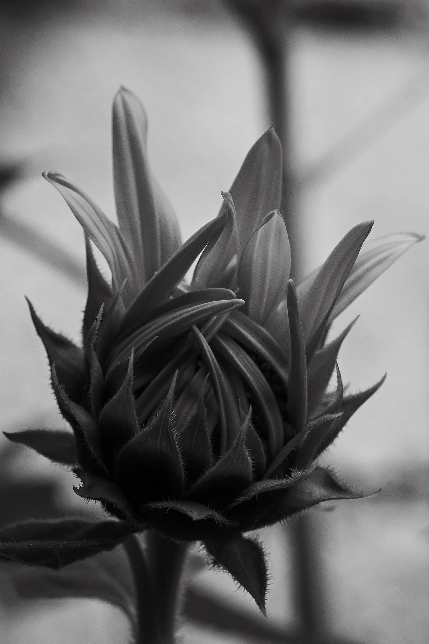 Monomad: The imperfect beauty of a sunflower [Eng/Esp]