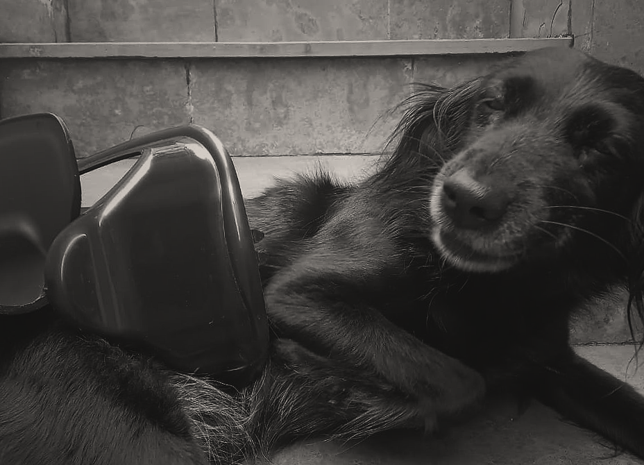 It’s the trash bin’s fault [EN/PT]