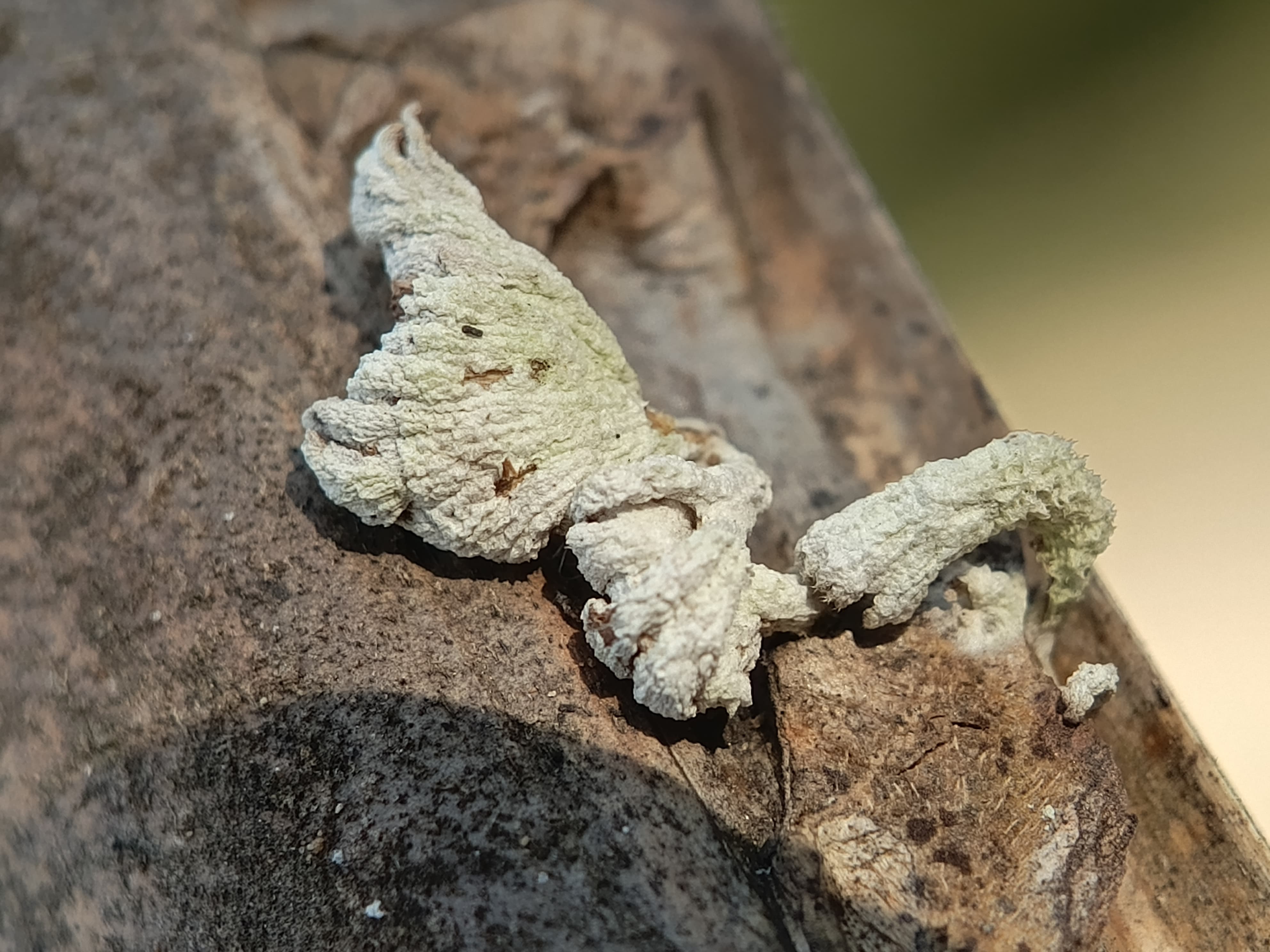 Schizophyllum commune