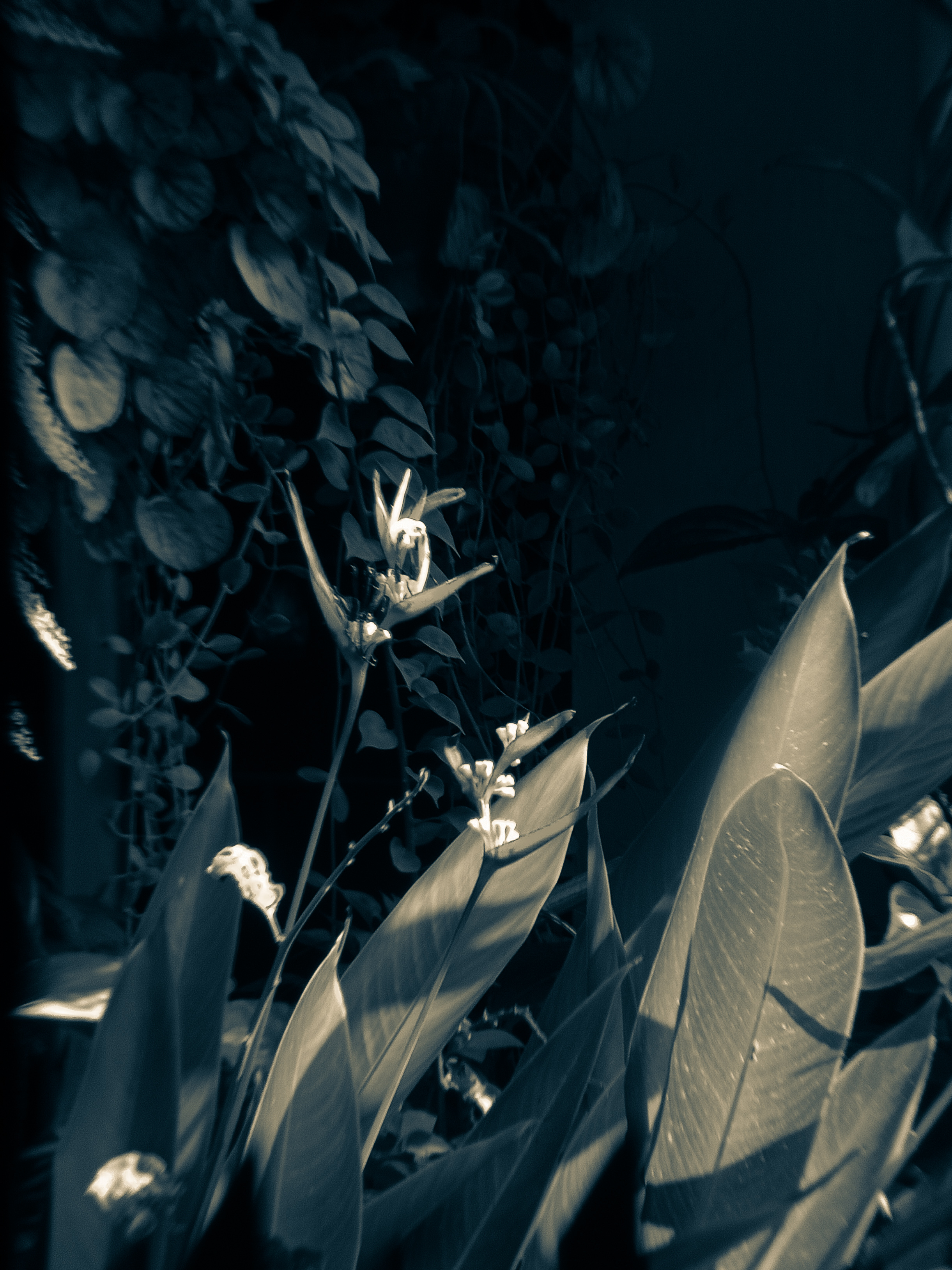 PhotoFeed Contest - Black & White Photography Round 148: Heliconia Flowers 