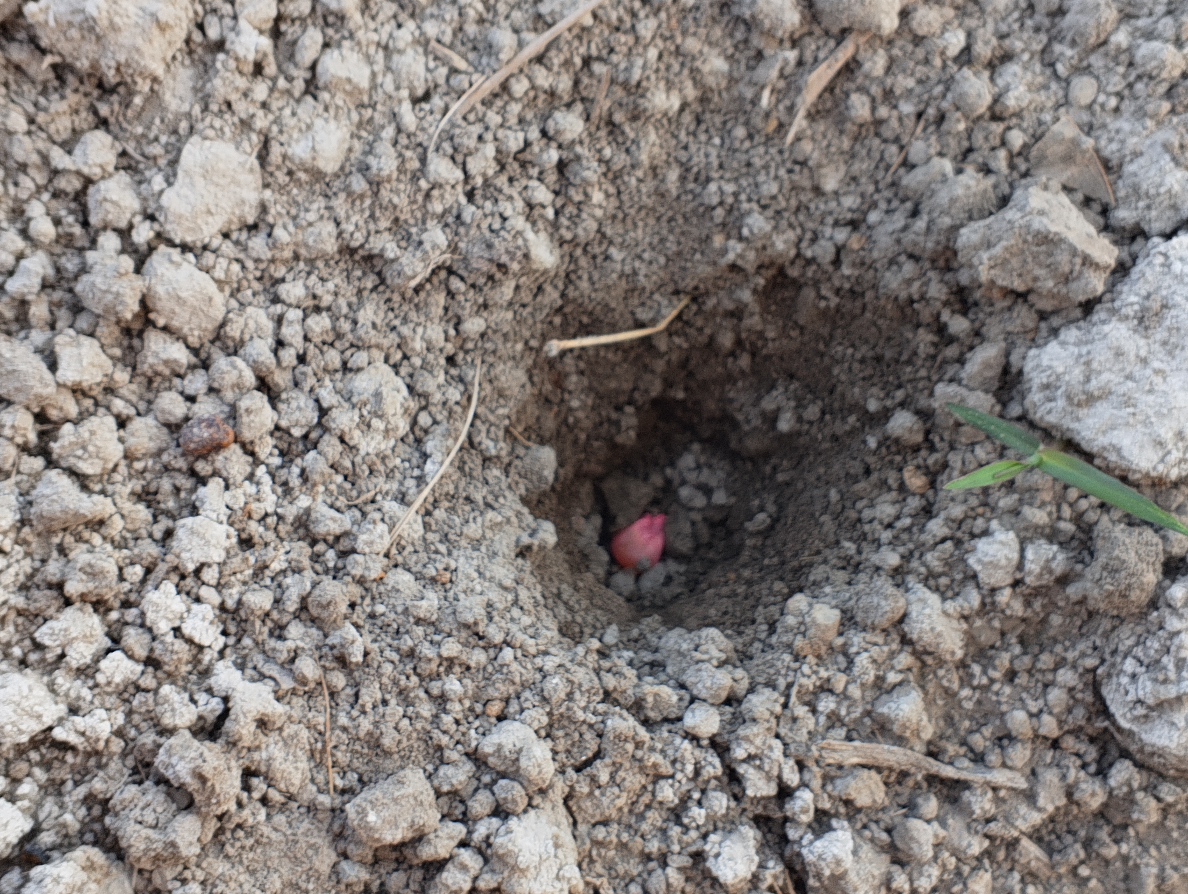 Update Maize Crop 16/02/2026