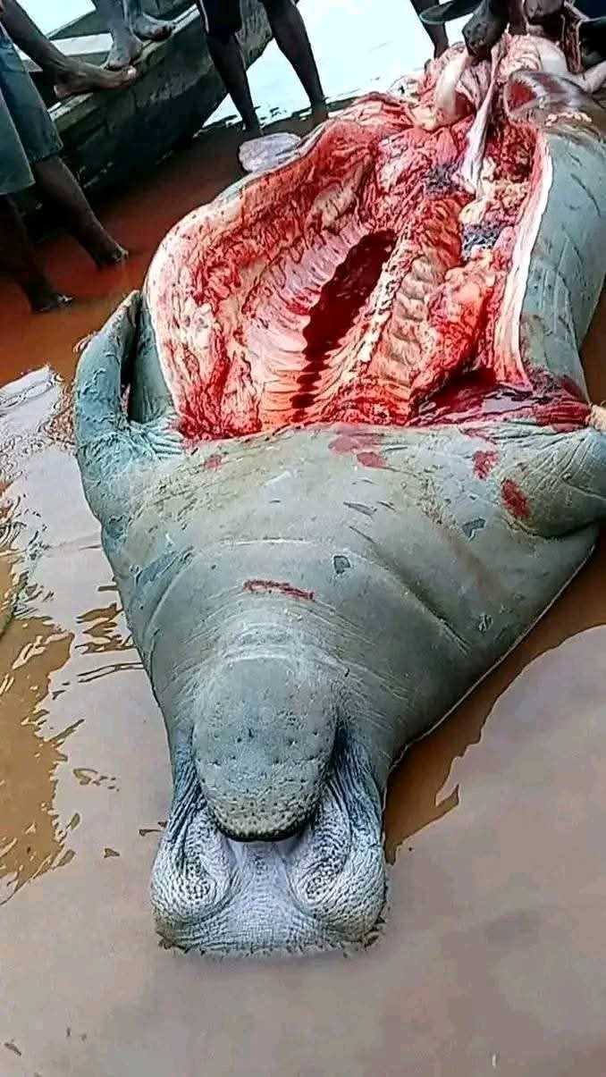 An unusual catch this at the River