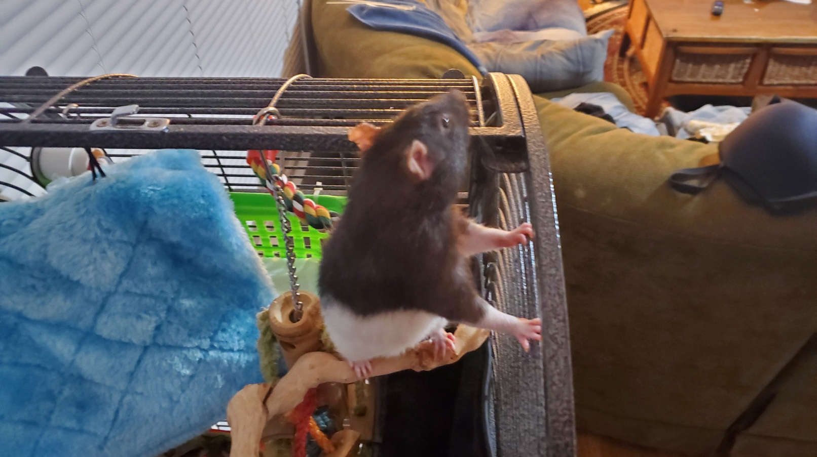 Bird To Rat Cage Morph - Mr Nibbles Found A Home