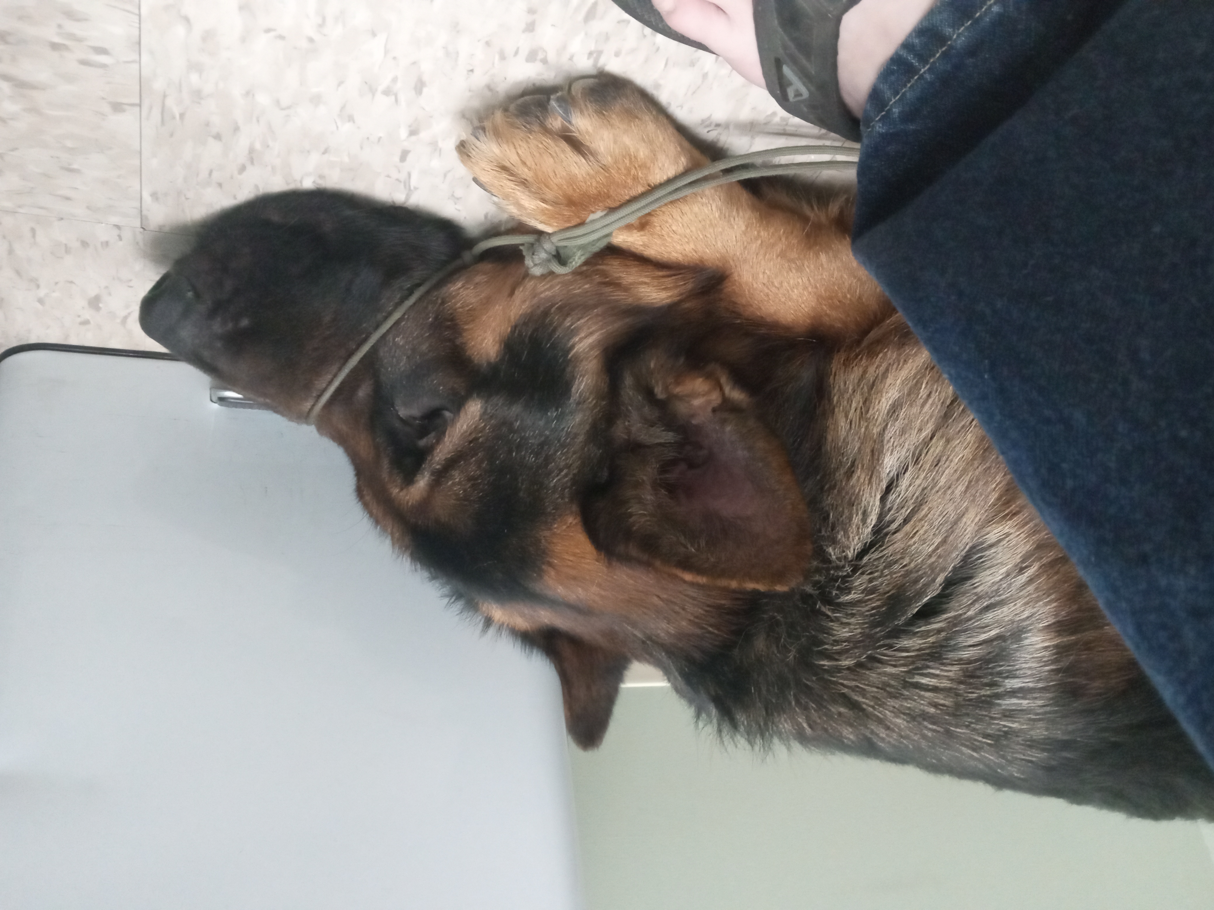 Took my human to the doctor today. 