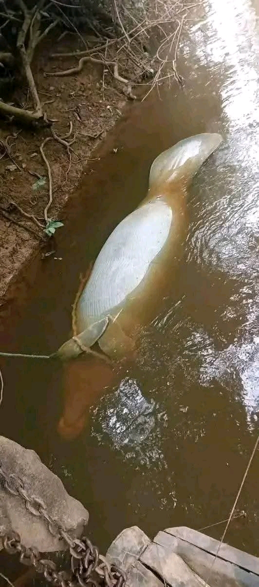 An unusual catch this at the River