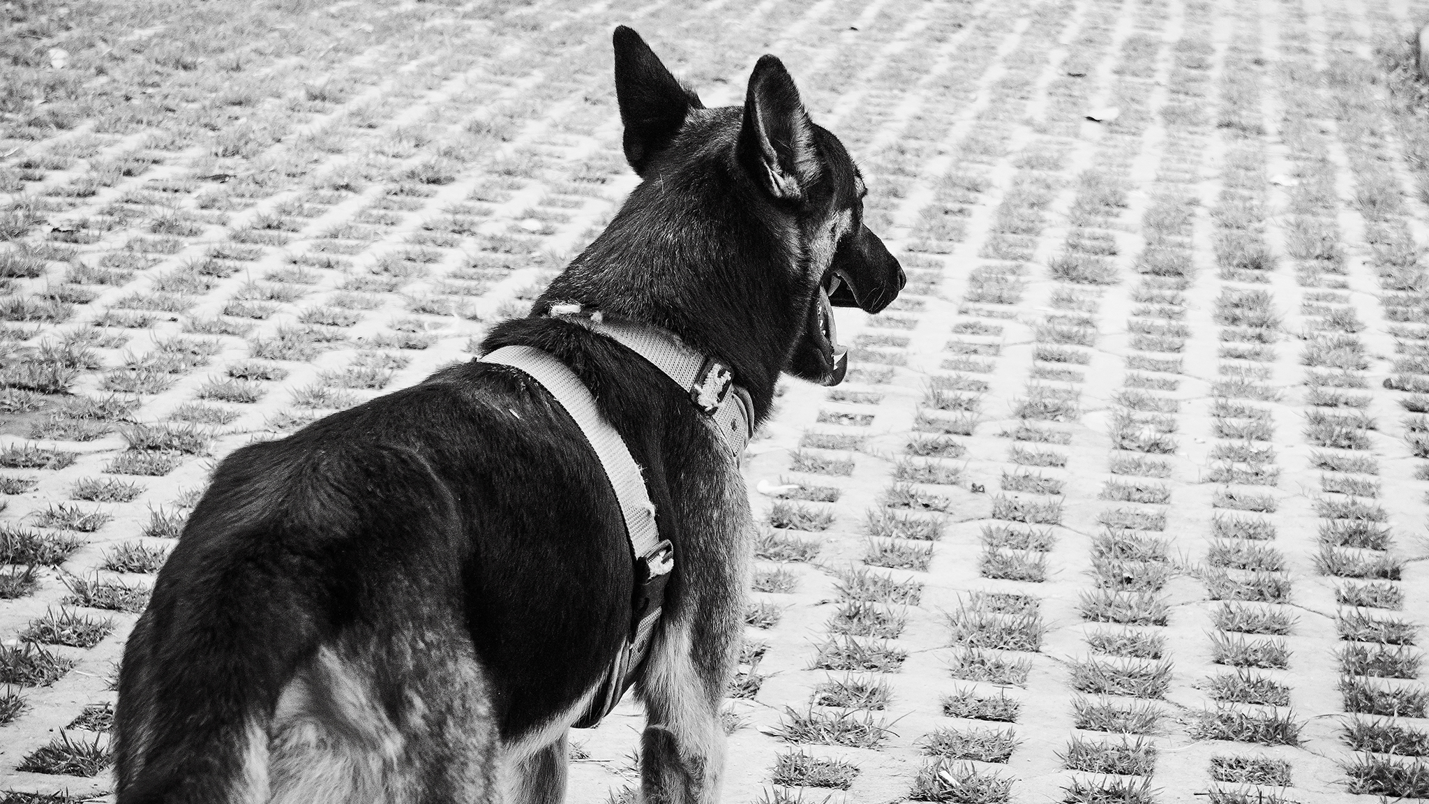 Monomad: A police dog [Eng/Esp]