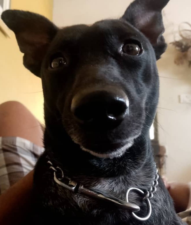 [Esp/ Engl] Mi mascota peculiar