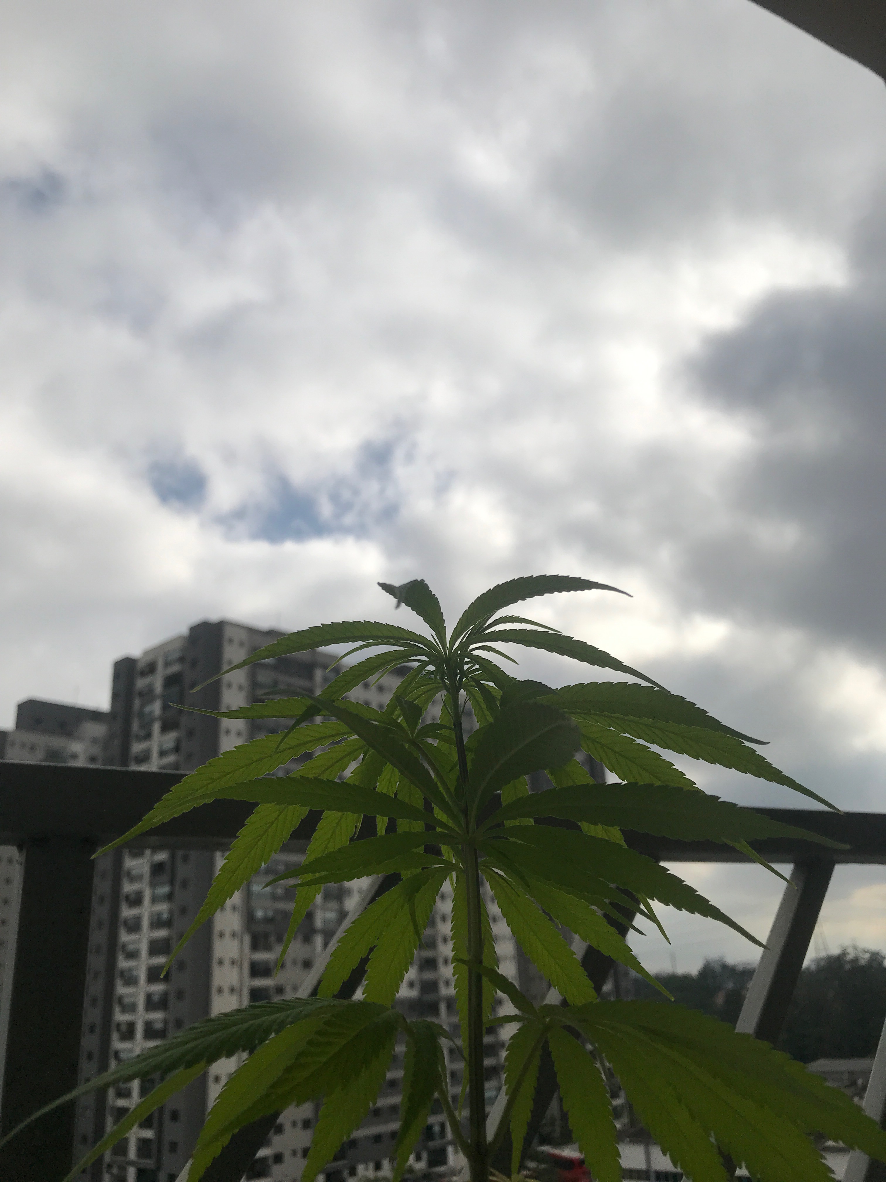 A little skateboarding in colectivo do Brasa