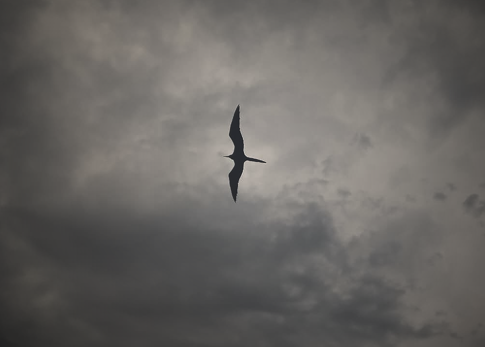 A seagull in Rio