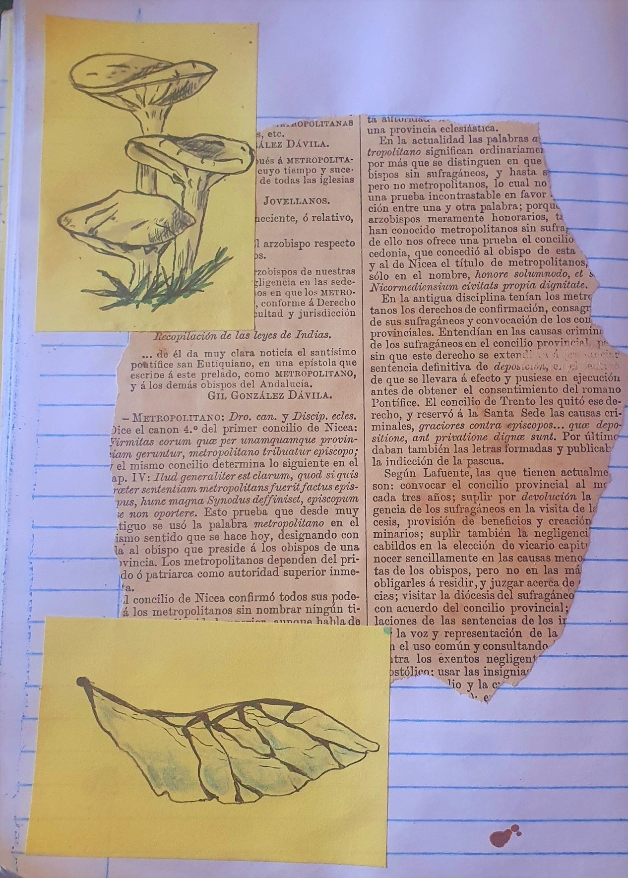 [EN/ES] 🪲🌹Beetle and Flower Collage 🪲[BUGS 27/28]