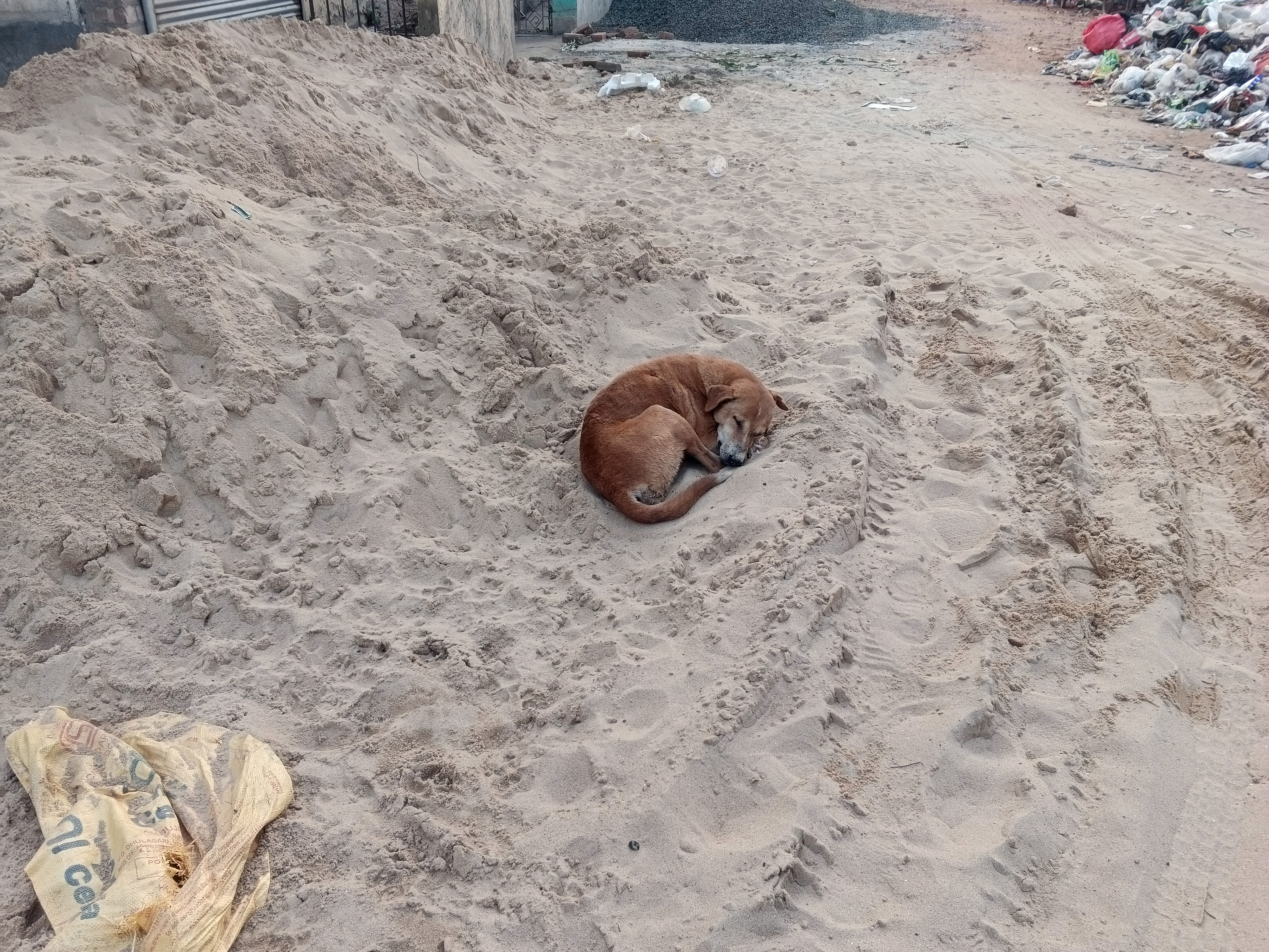 Street dog photo series