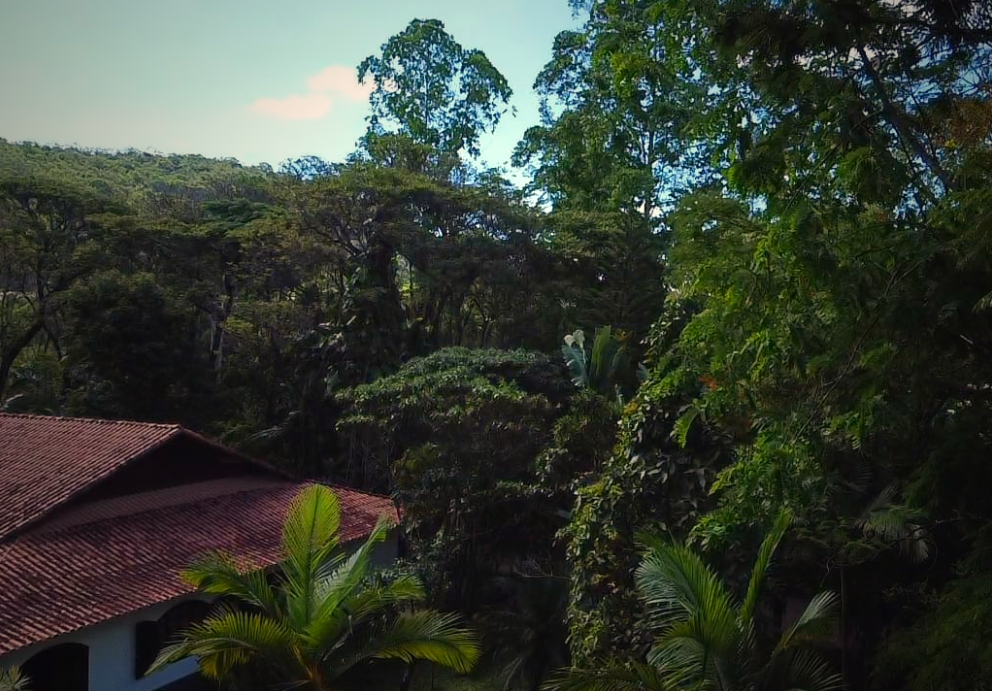 Among trees, photos and friendship [EN/PT]