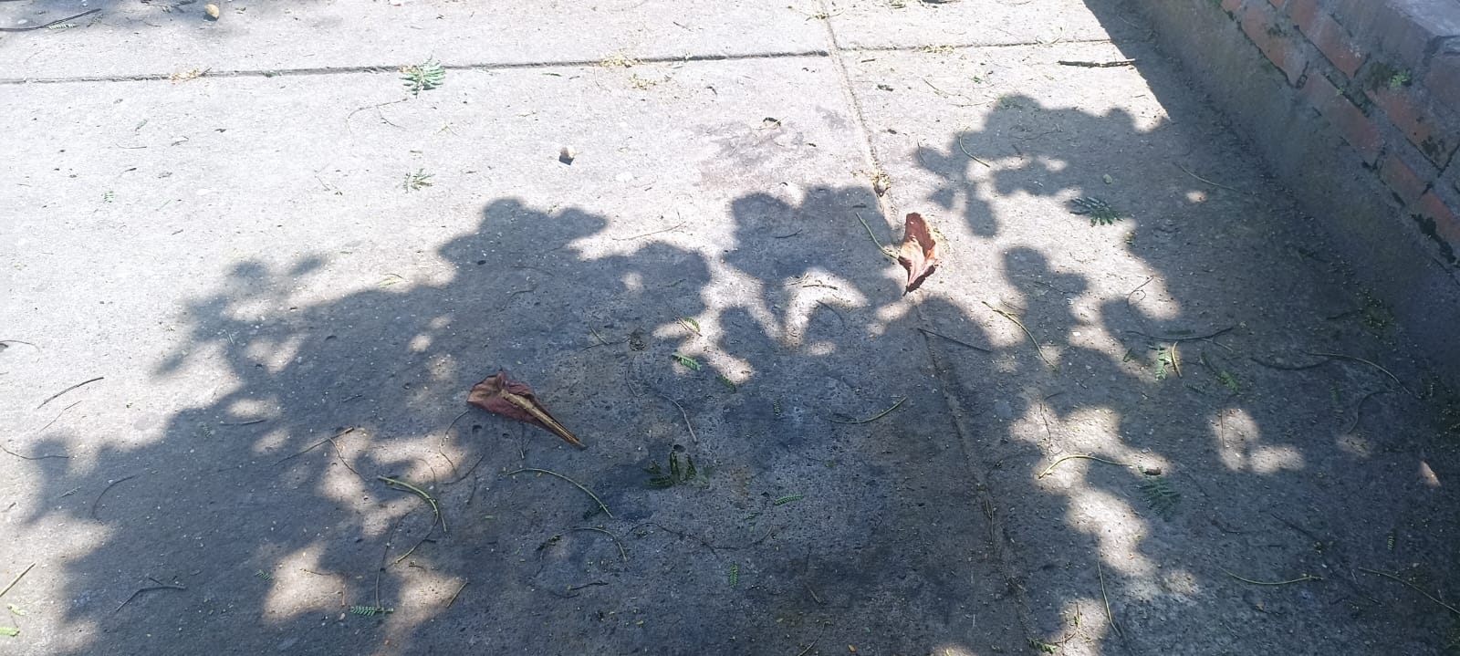 Resting in the shadows. Entry for the Shadow Contest/SMASH #415 (ESP/ENG)