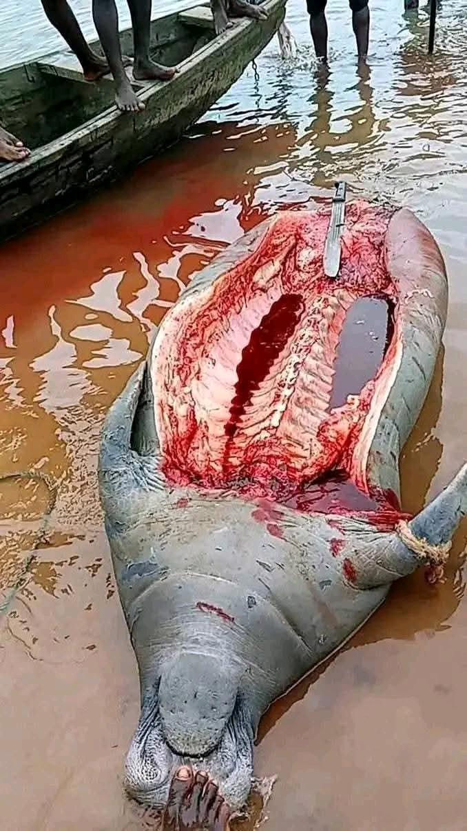 An unusual catch this at the River