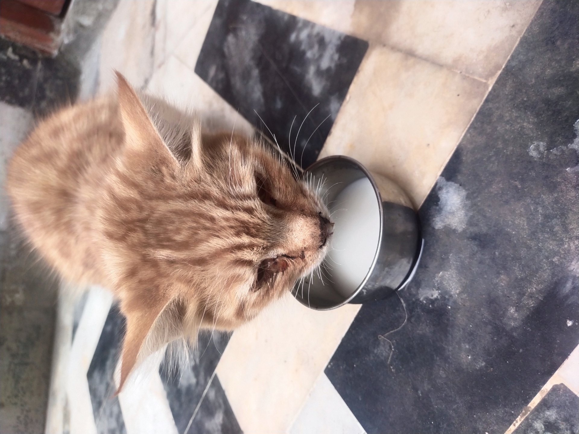 Phone photography contest round 102 [Feeding the sick stray cat] 